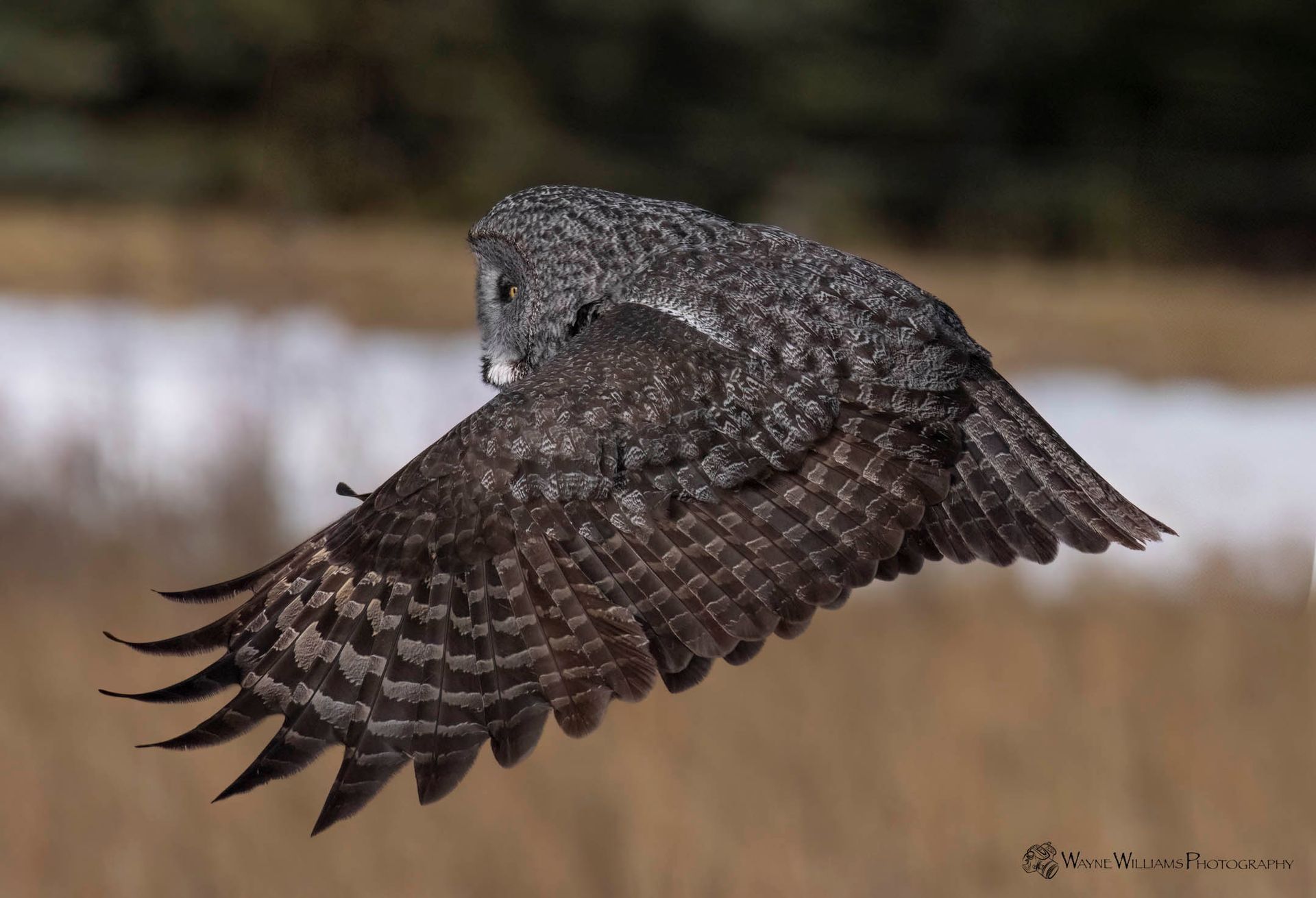 A gray owl is flying over a field with its wings spread.