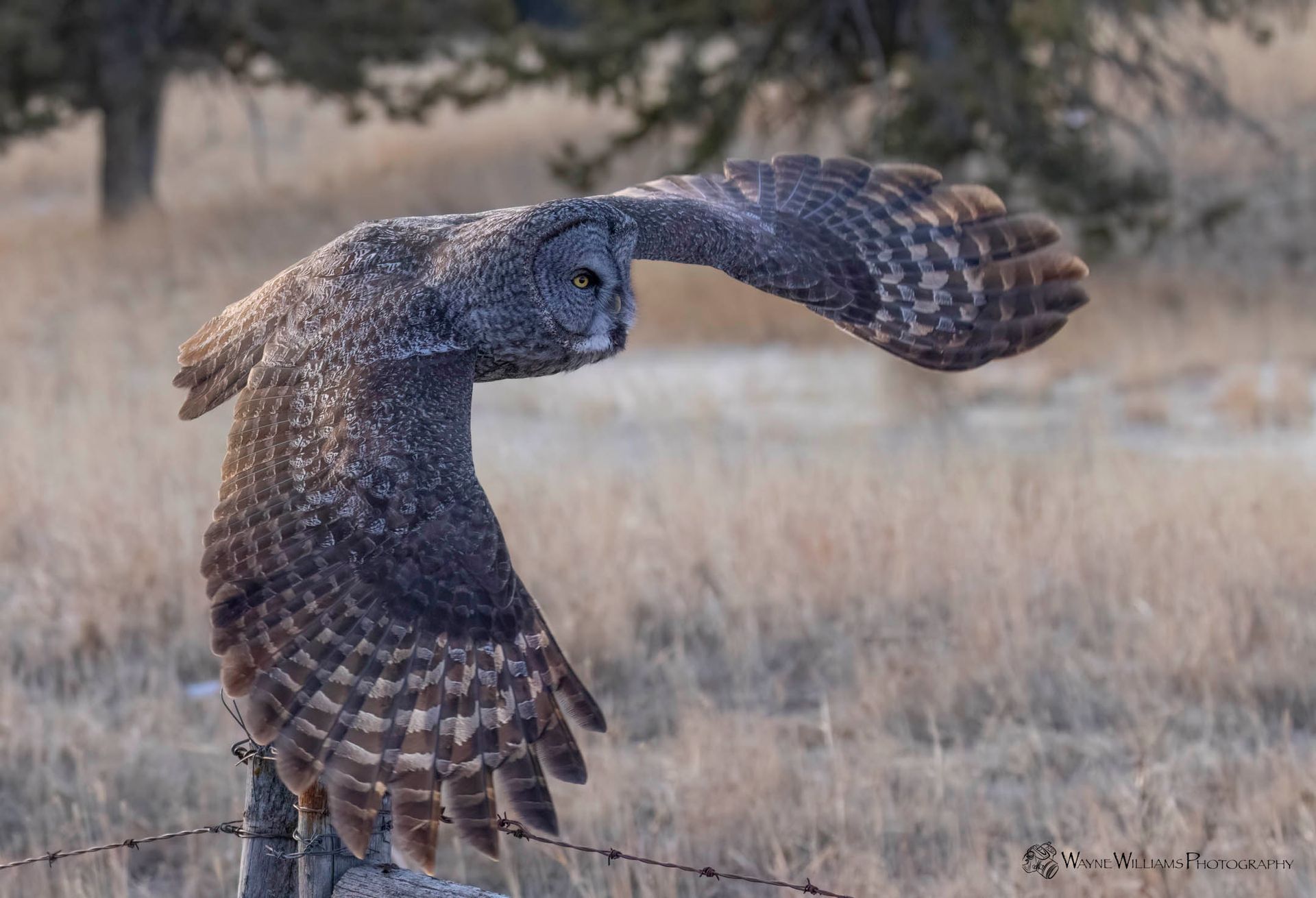 An owl is flying over a barbed wire fence in a field.