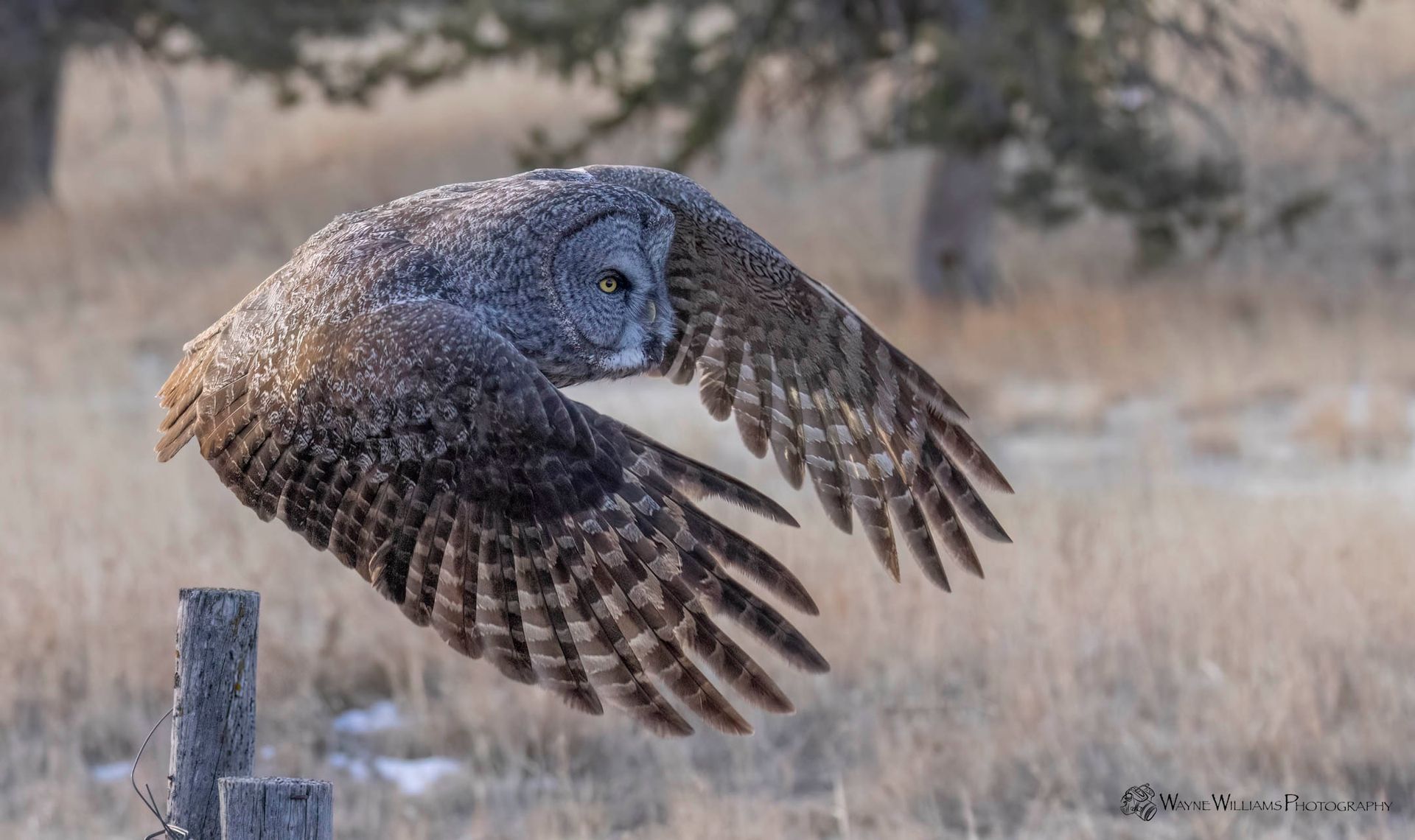 An owl is flying over a fence post in a field.