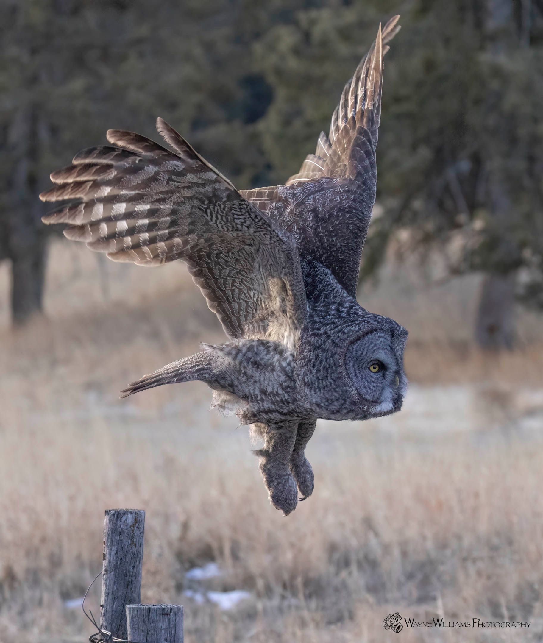 An owl is flying over a fence post in a field.