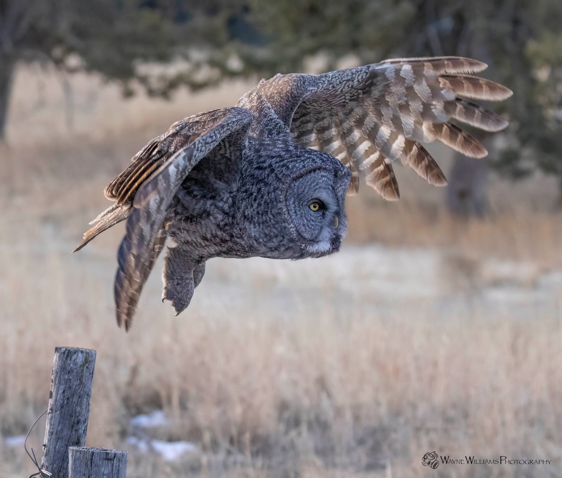 An owl is flying over a fence post in a field.