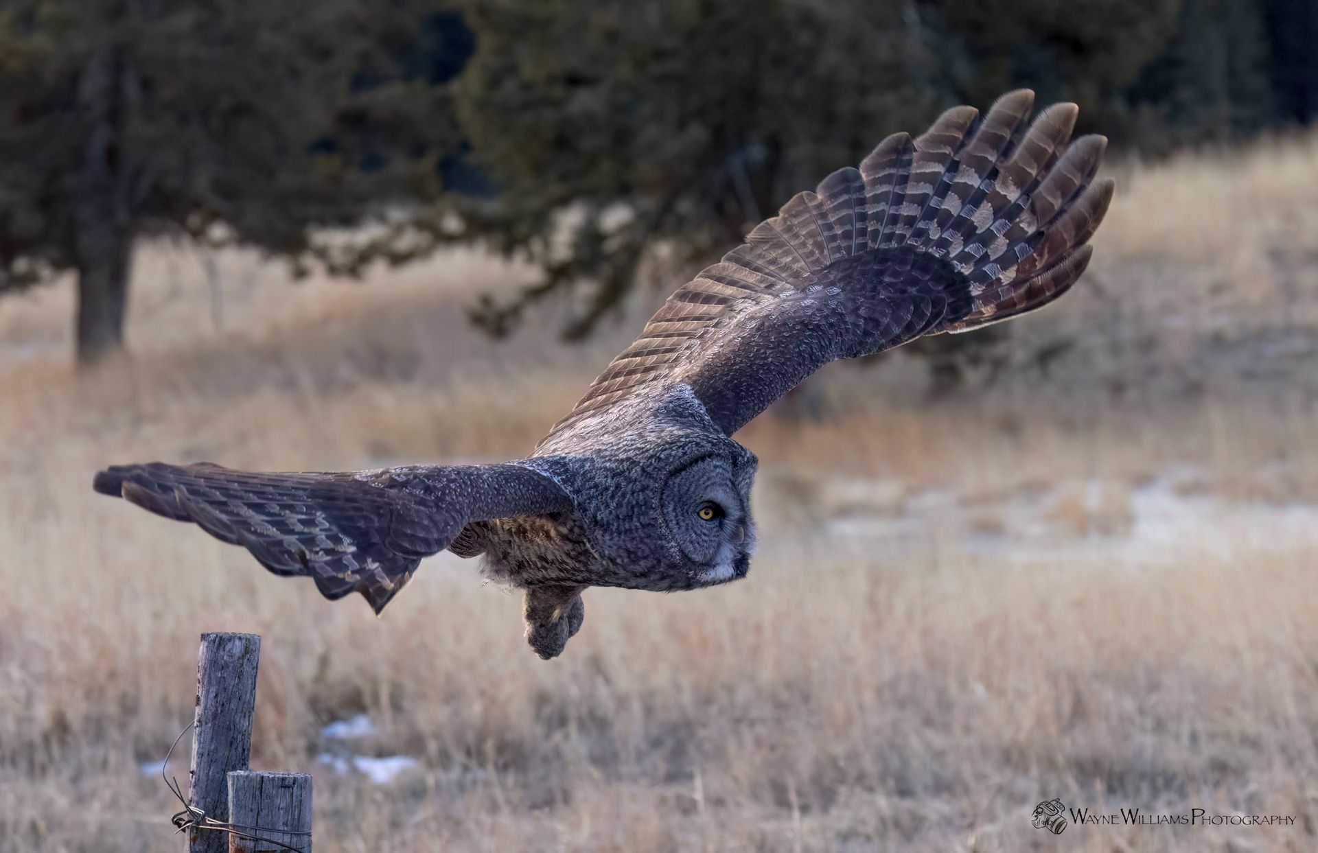 An owl is flying over a fence post in a field.