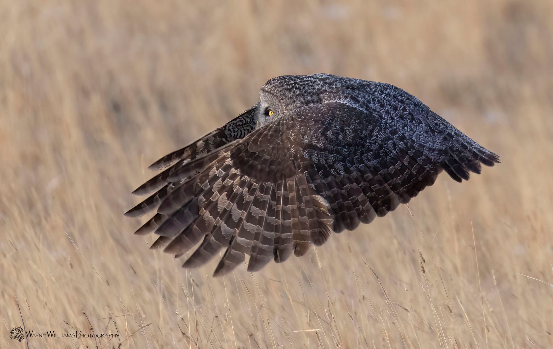 A bird is flying over a field of dry grass.