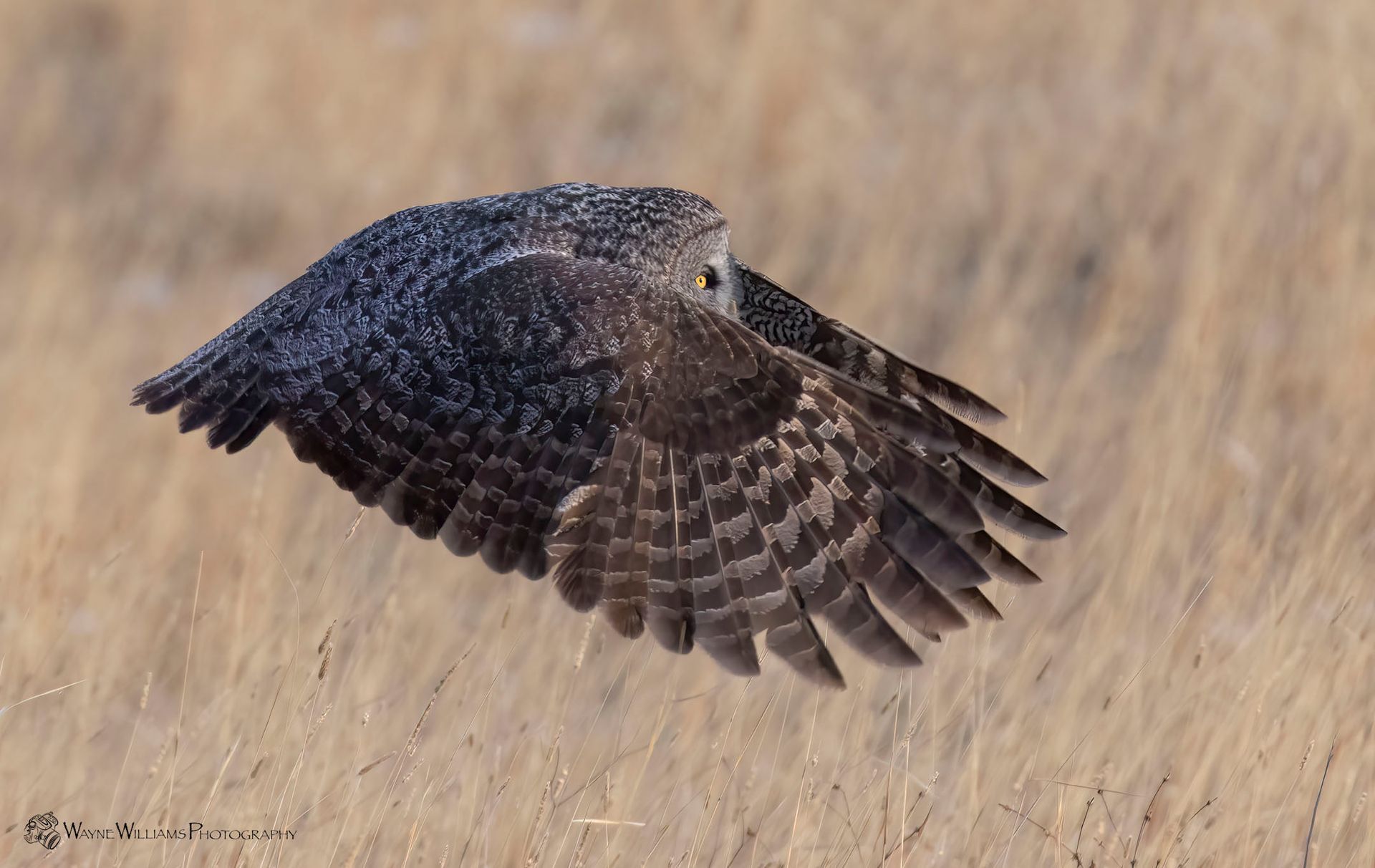A bird is flying over a field with its wings outstretched