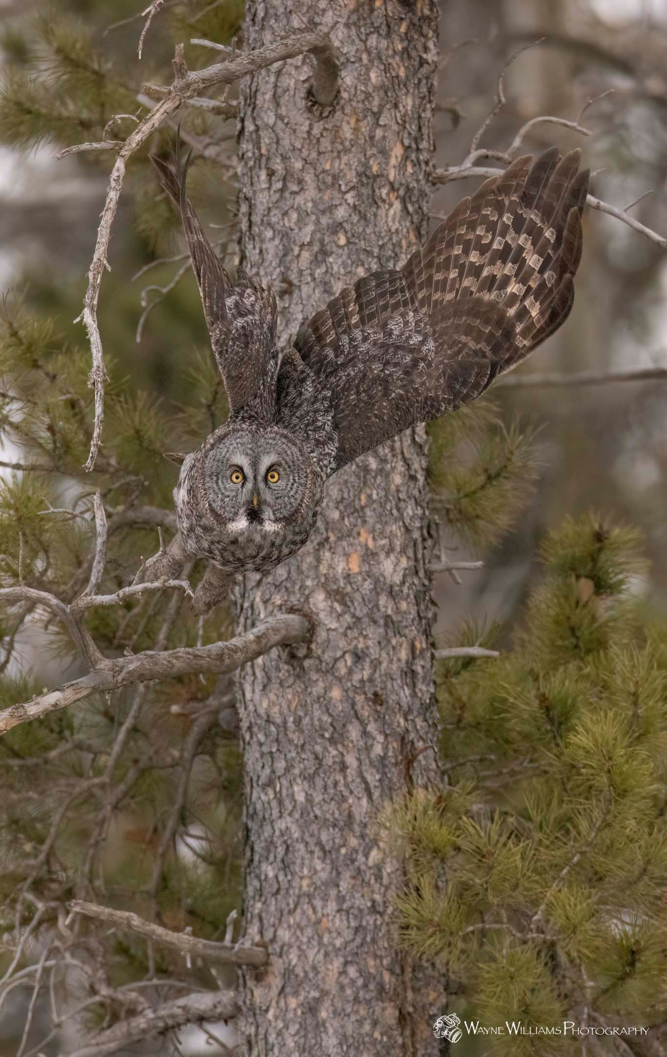 A camouflaged owl is sitting on a tree branch.
