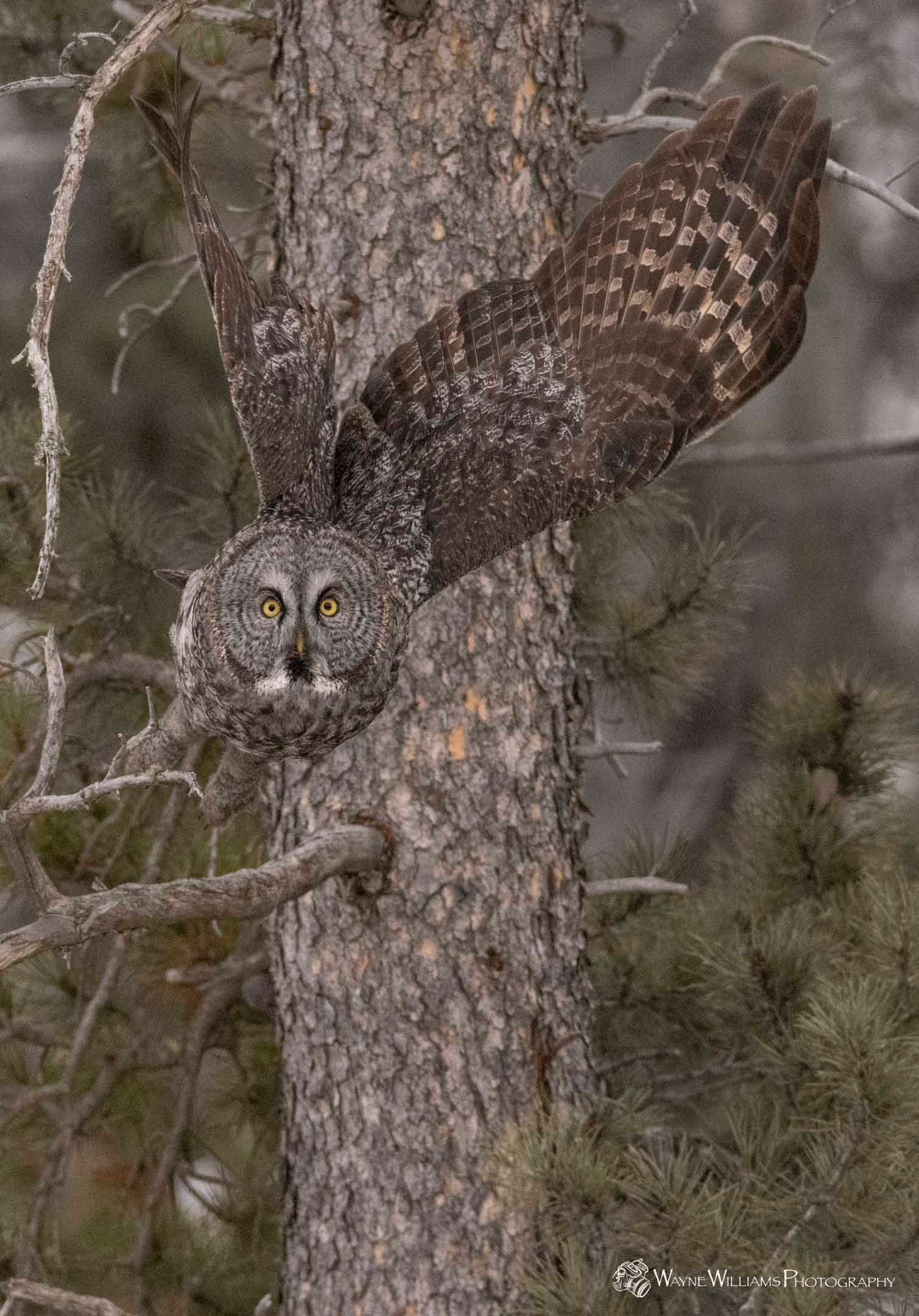 An owl is sitting on a tree branch with its wings outstretched.