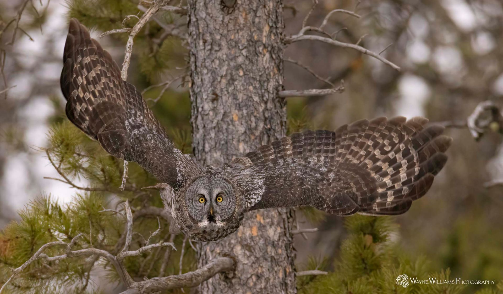 A camouflaged owl is sitting on a tree branch with its wings spread.