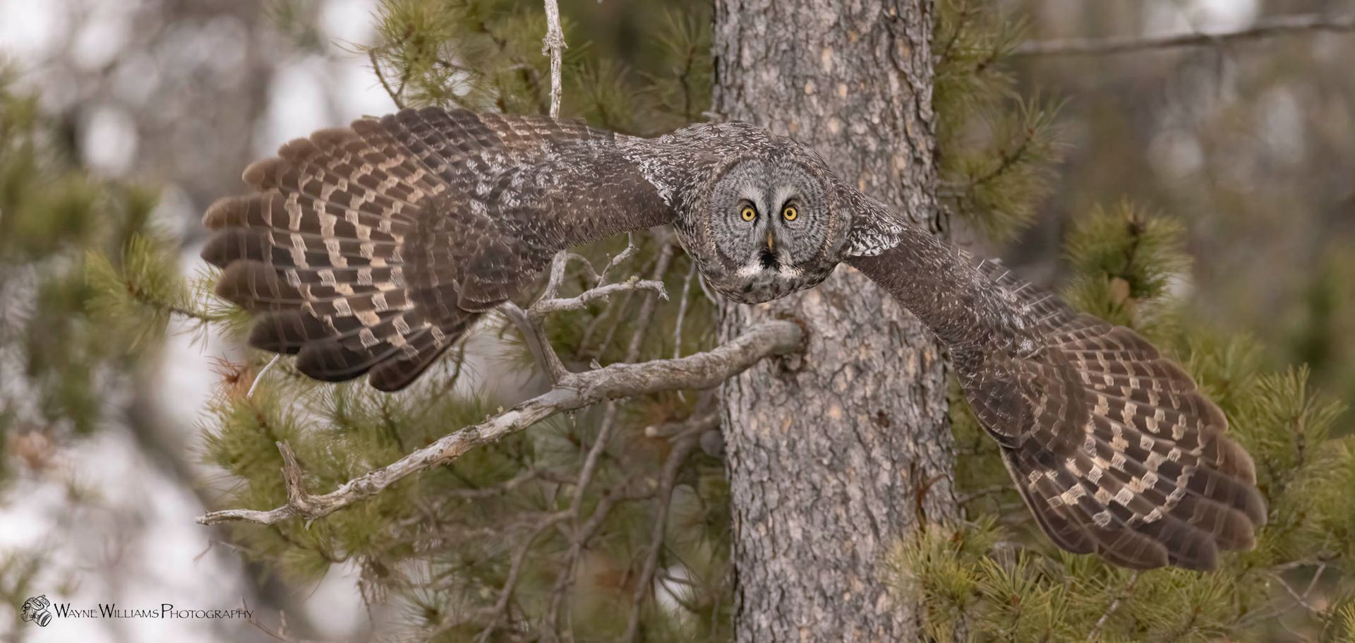 A camouflaged owl is perched on a tree branch.