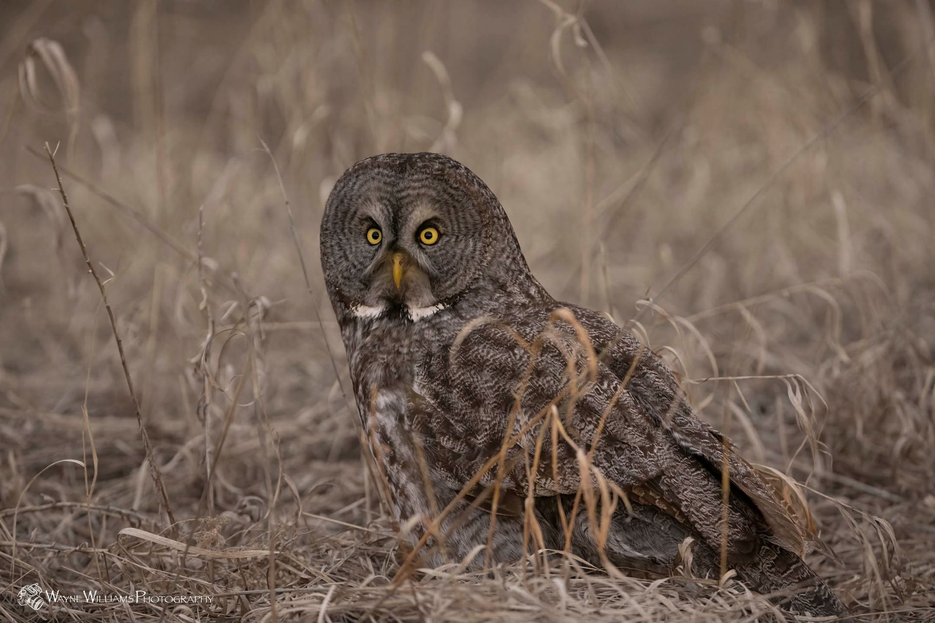 A close up of an owl sitting in the grass.