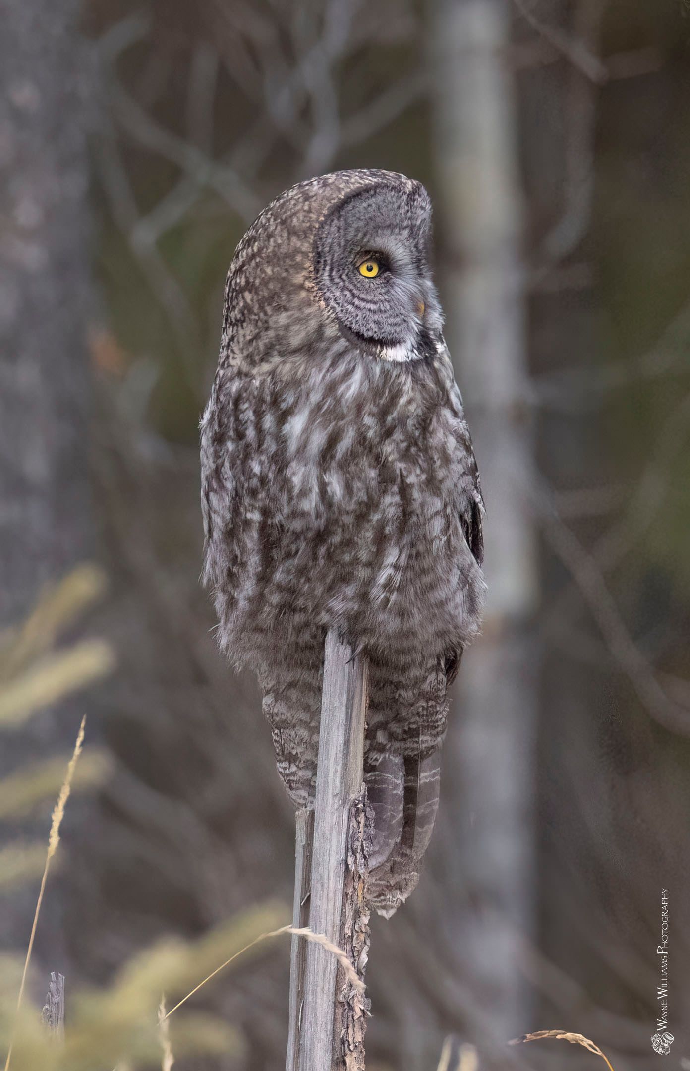 An owl is perched on a tree branch in the woods.