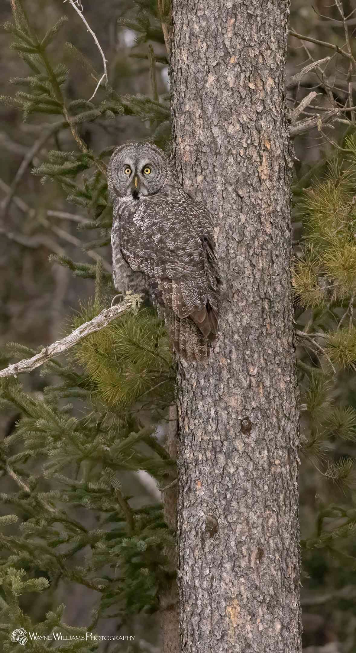 A camouflaged owl is perched on a tree trunk in the woods.