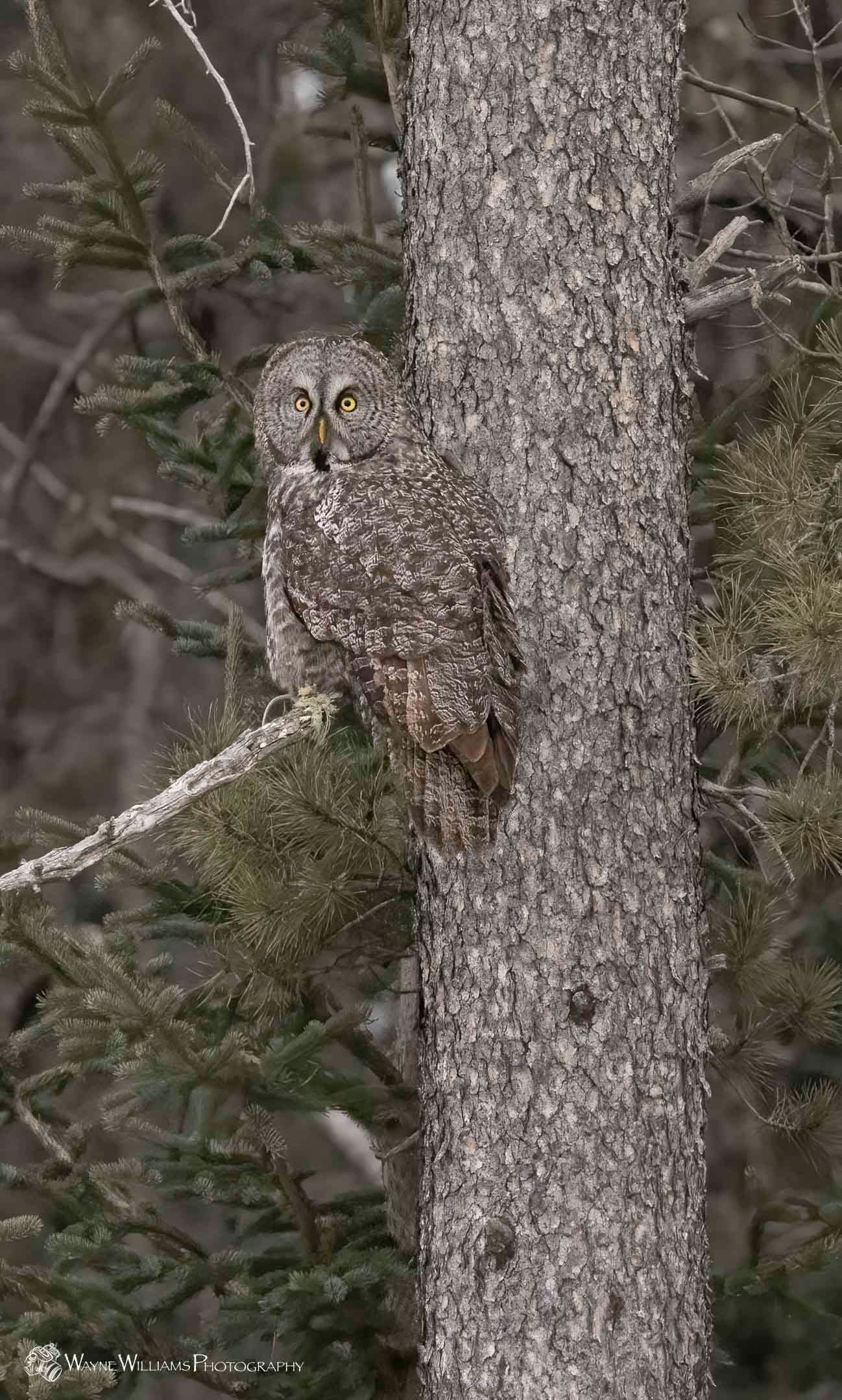 An owl is perched on a tree branch in the woods.
