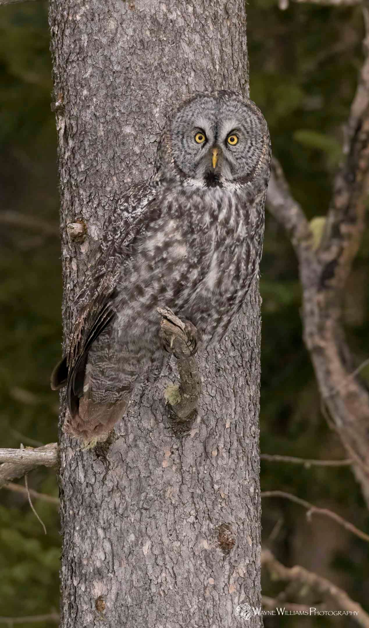 A gray owl is perched on a tree trunk.