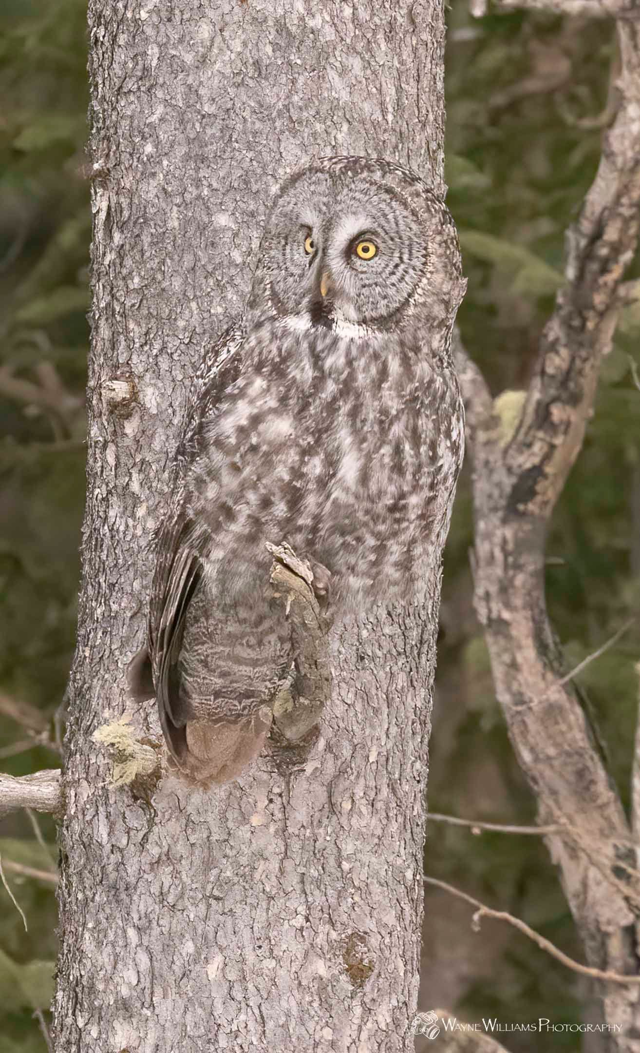 A camouflaged owl is sitting on a tree trunk.