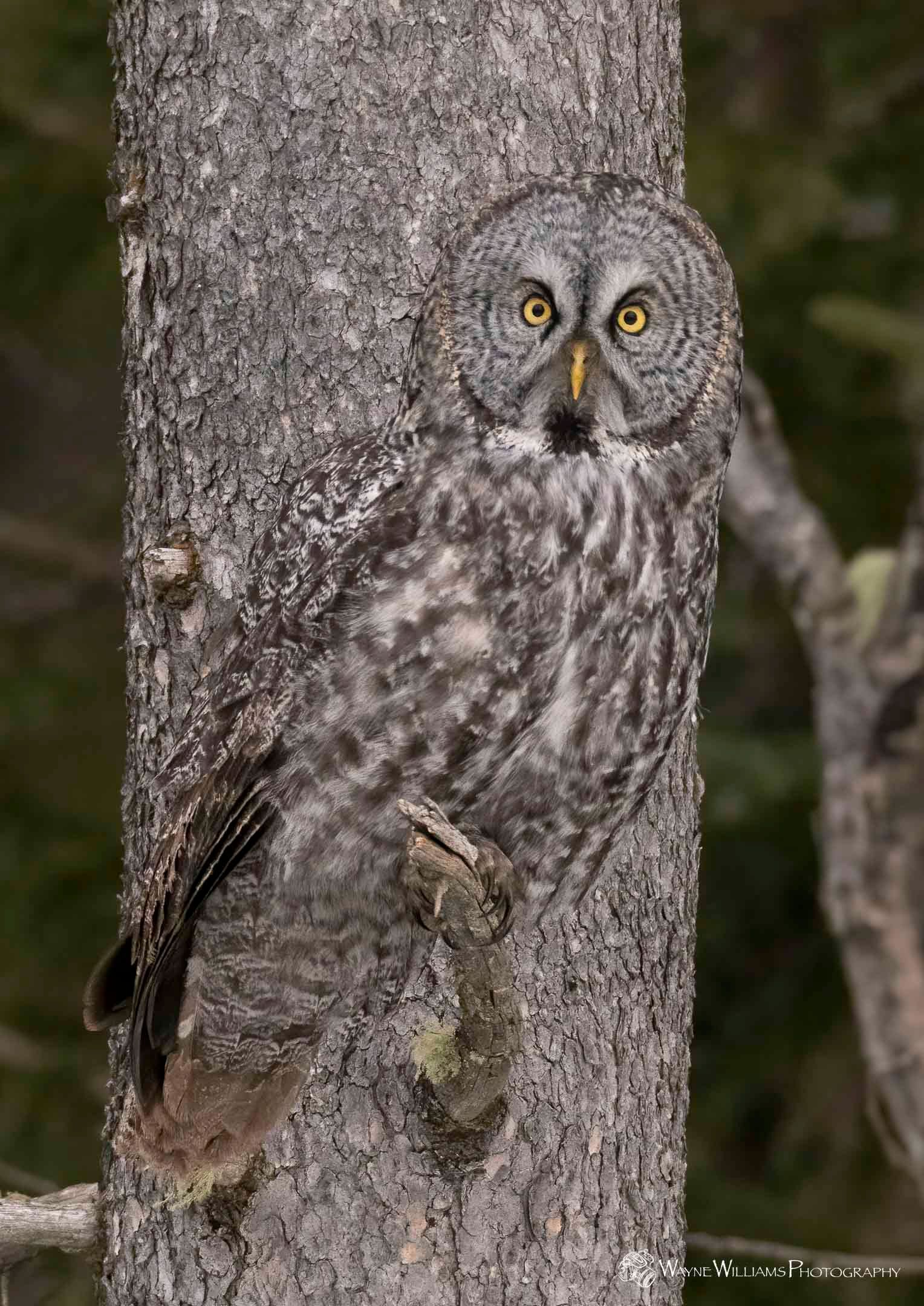 A camouflaged owl is perched on a tree trunk.