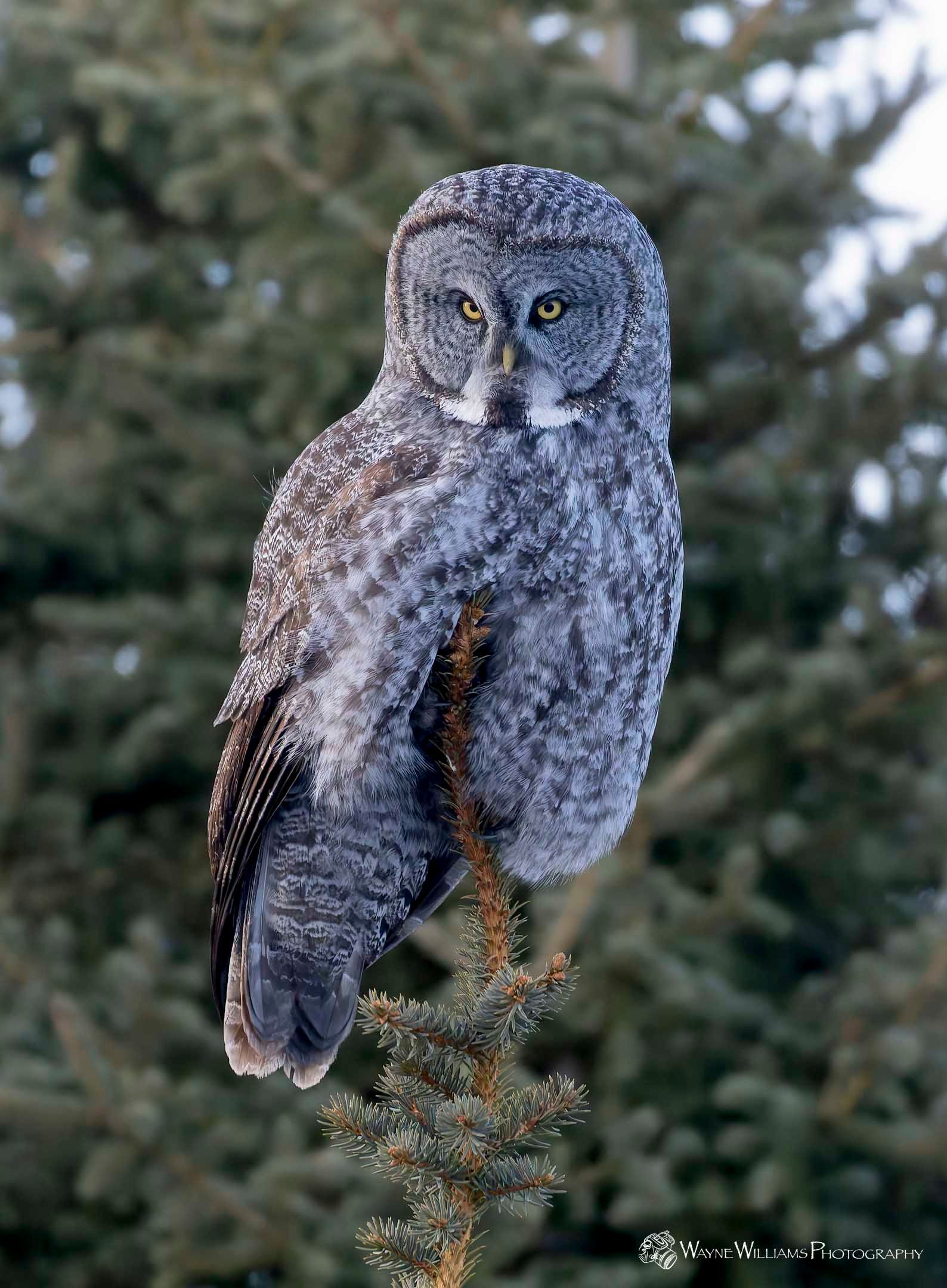 A gray owl perched on a tree branch.