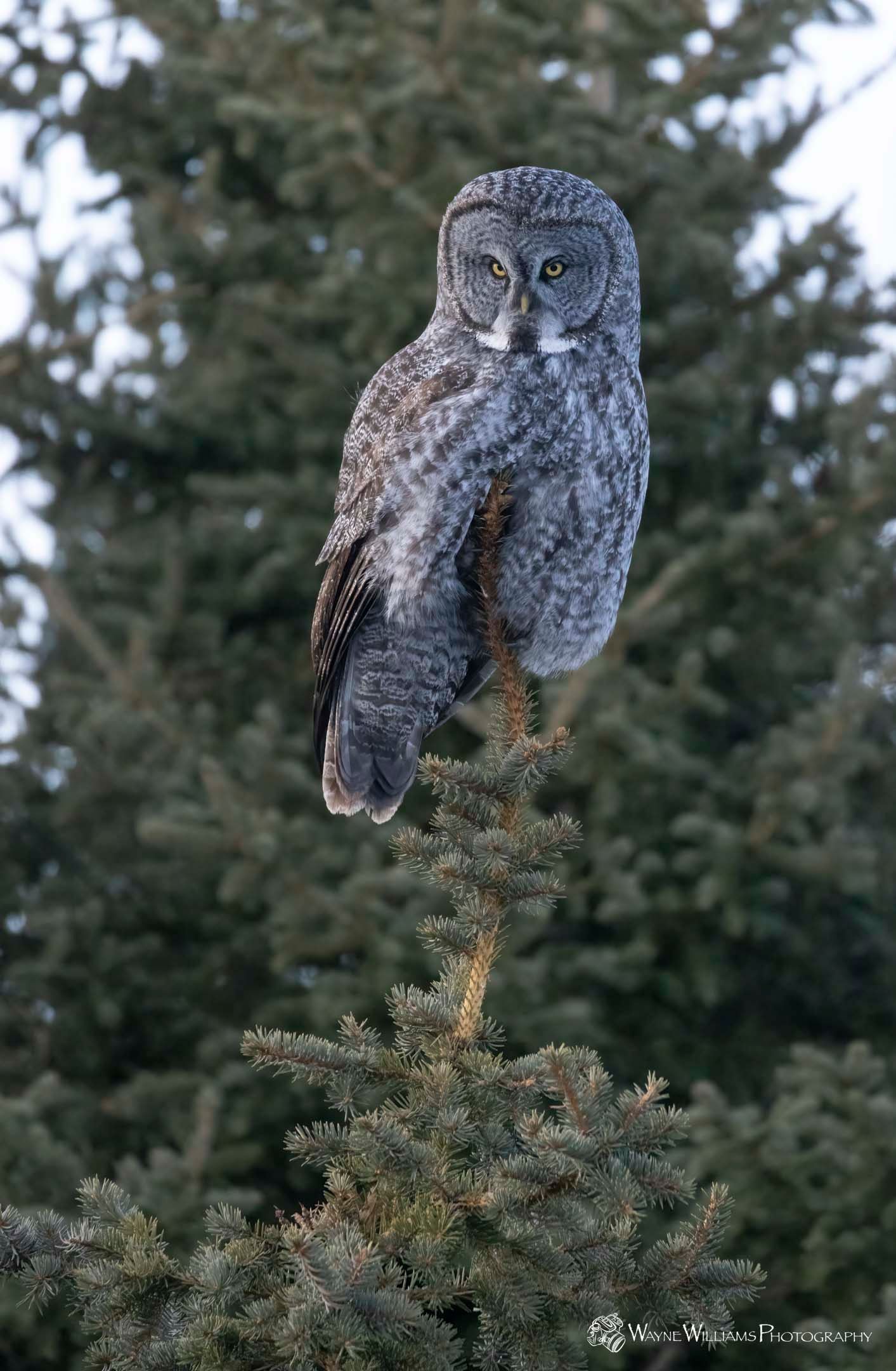 An owl is perched on top of a tree branch.