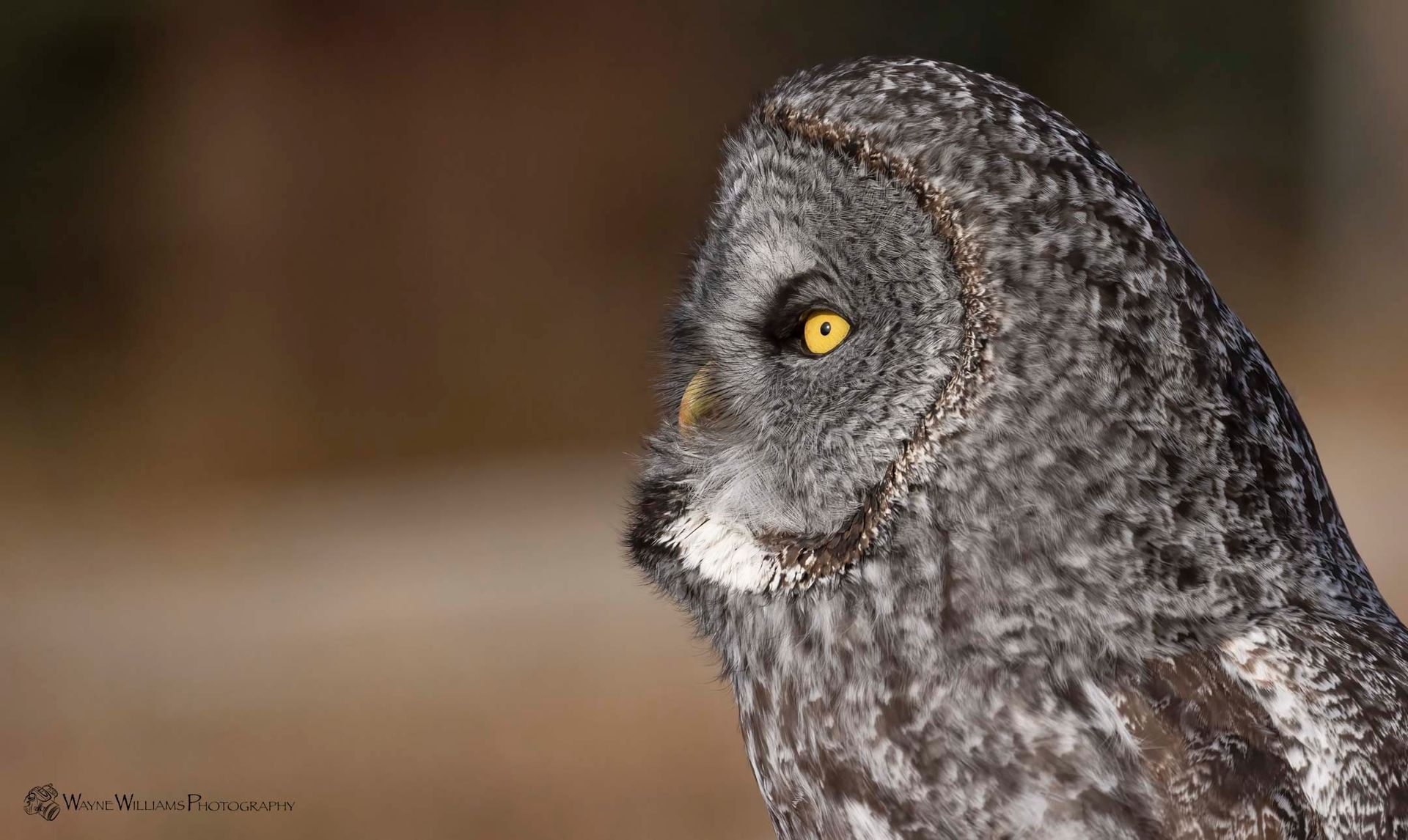 A close up of a gray owl with yellow eyes.