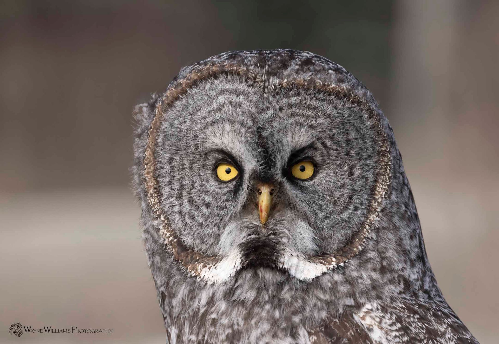 A close up of an owl with yellow eyes looking at the camera.