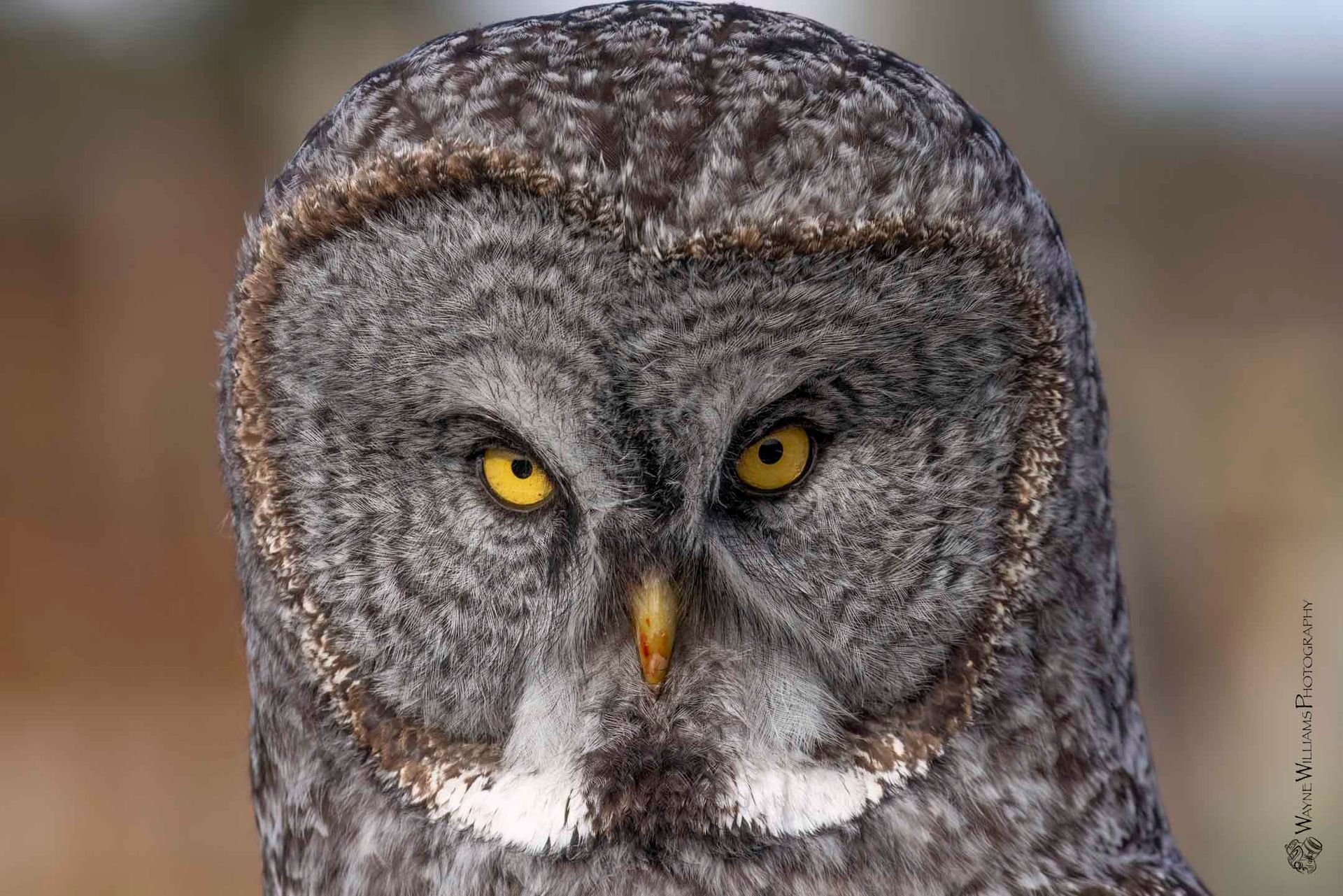 A close up of an owl with yellow eyes looking at the camera.