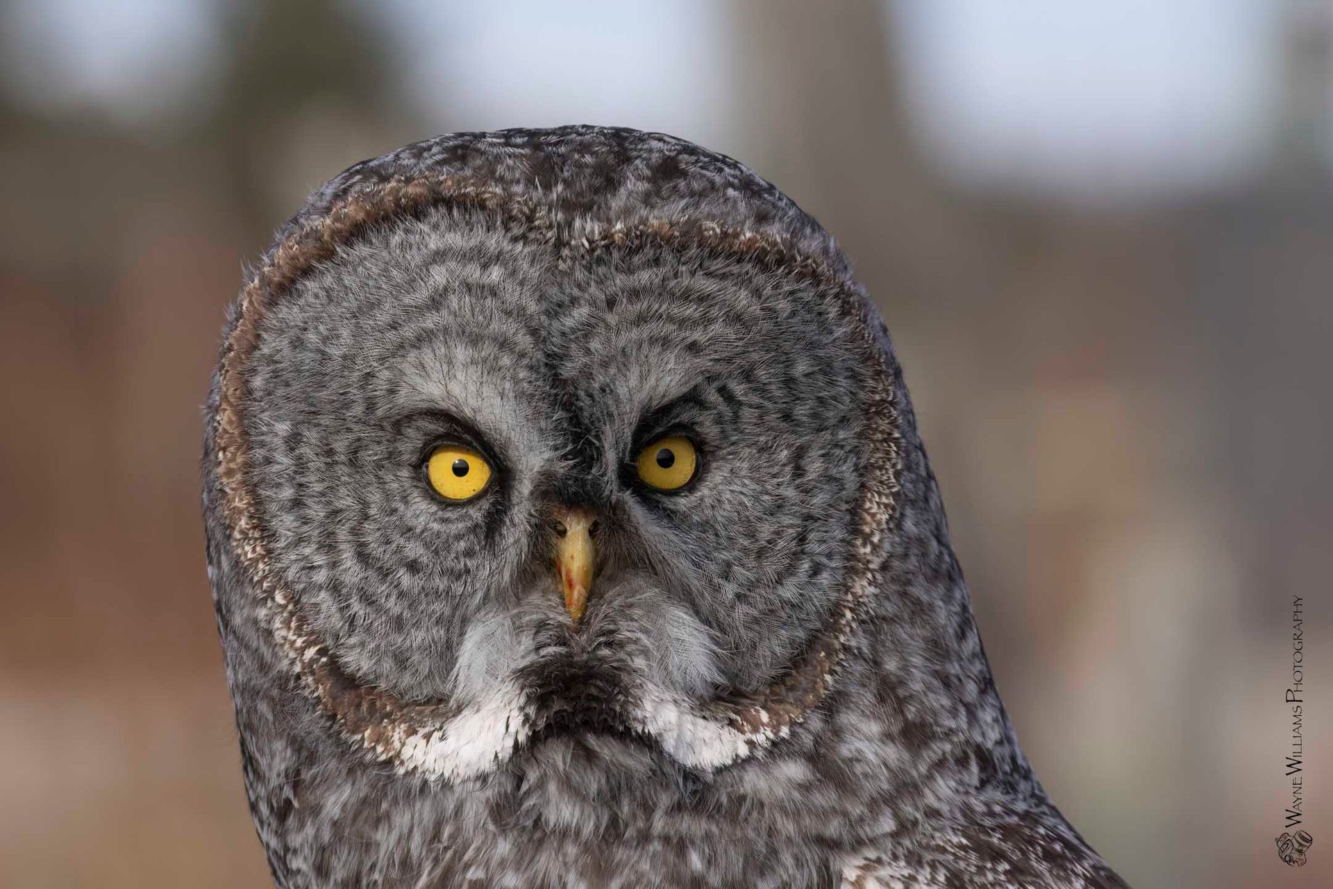 A close up of an owl with yellow eyes looking at the camera.