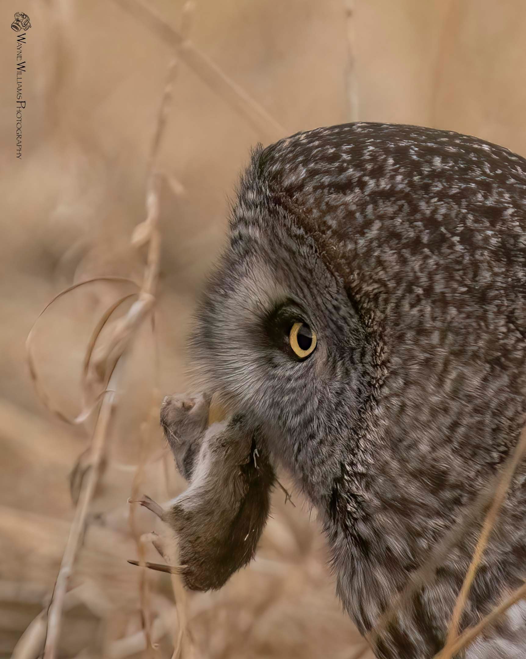 A close up of an owl with a mouse in its beak.