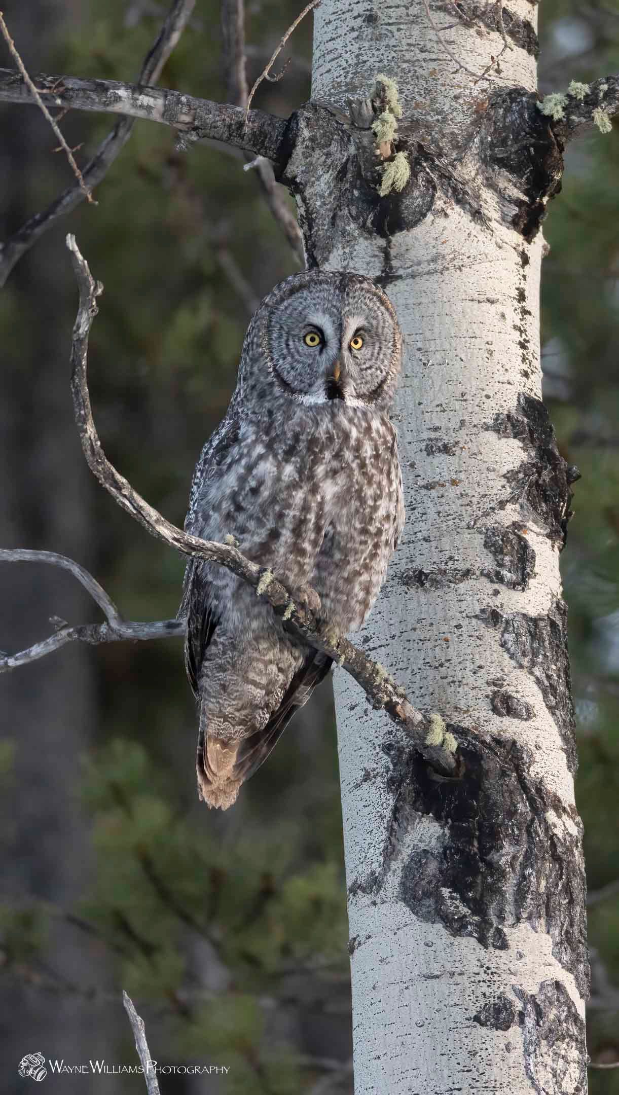 An owl is perched on a tree branch in the woods.
