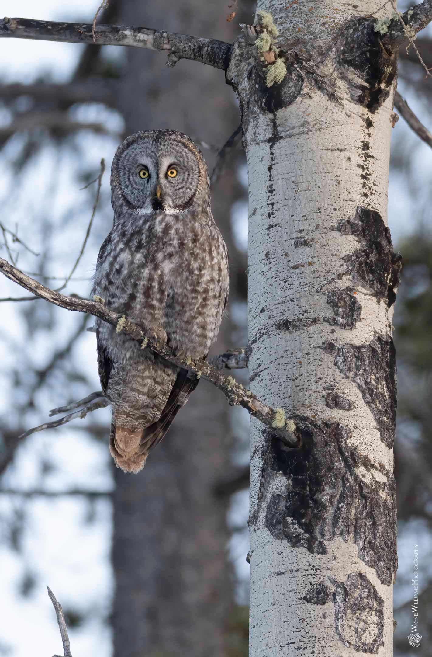 Two owls are perched on a tree branch.