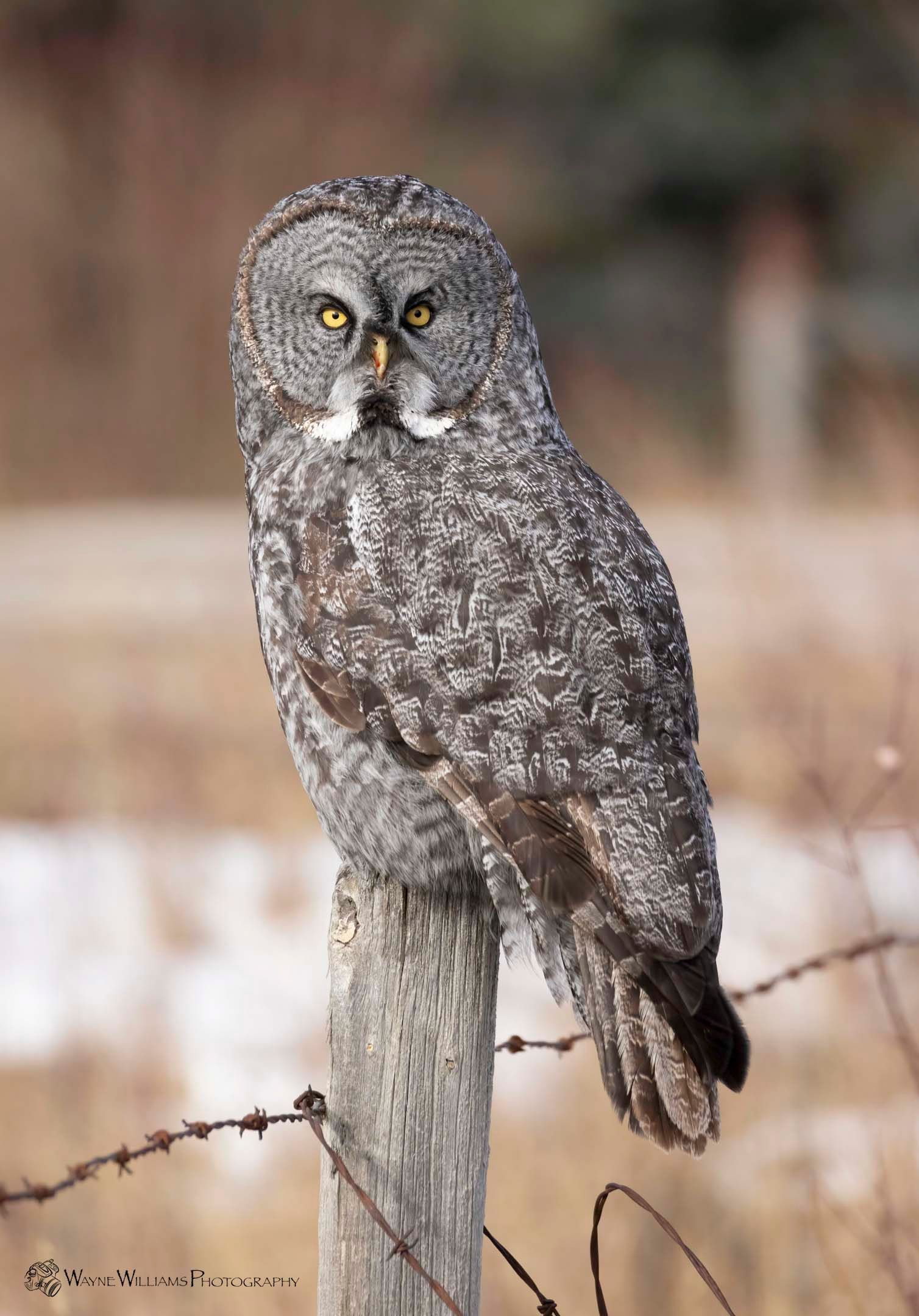 A gray owl is perched on a barbed wire fence post.