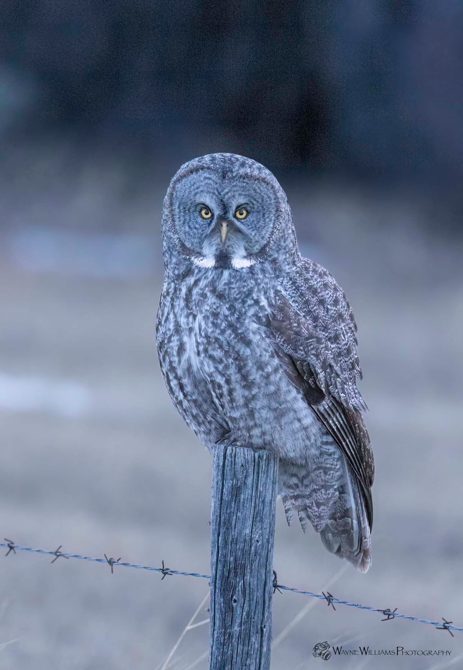 A gray owl perched on top of a barbed wire fence post.
