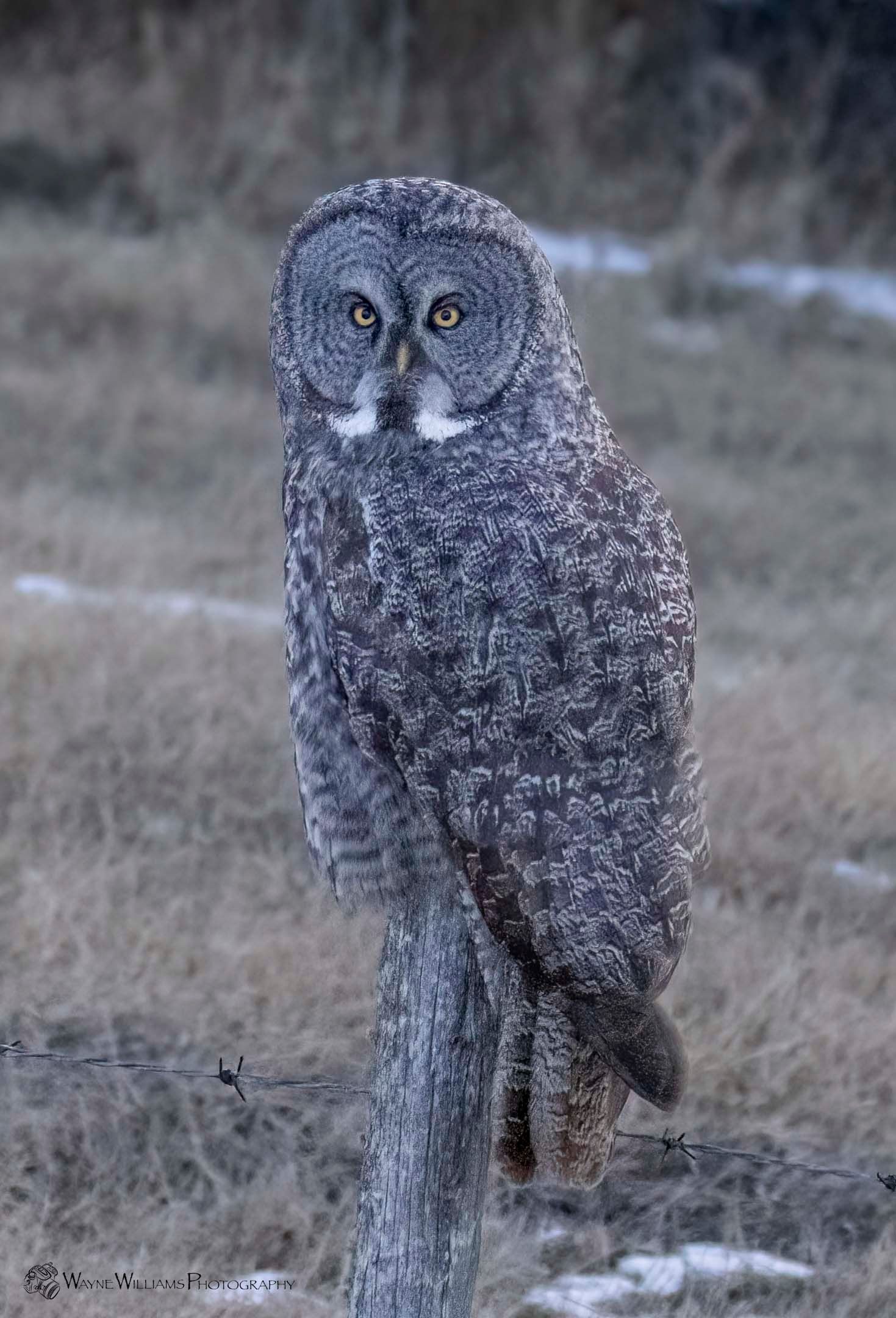 A gray owl is perched on a tree branch in a field.