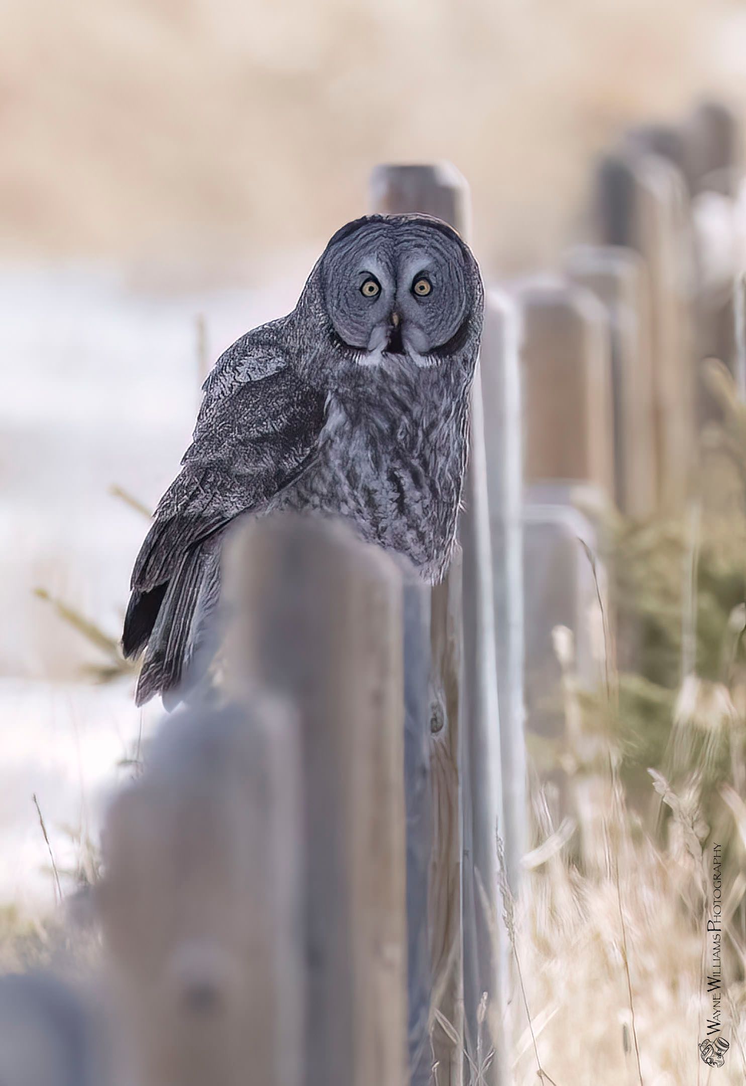 A gray owl perched on top of a wooden fence post.