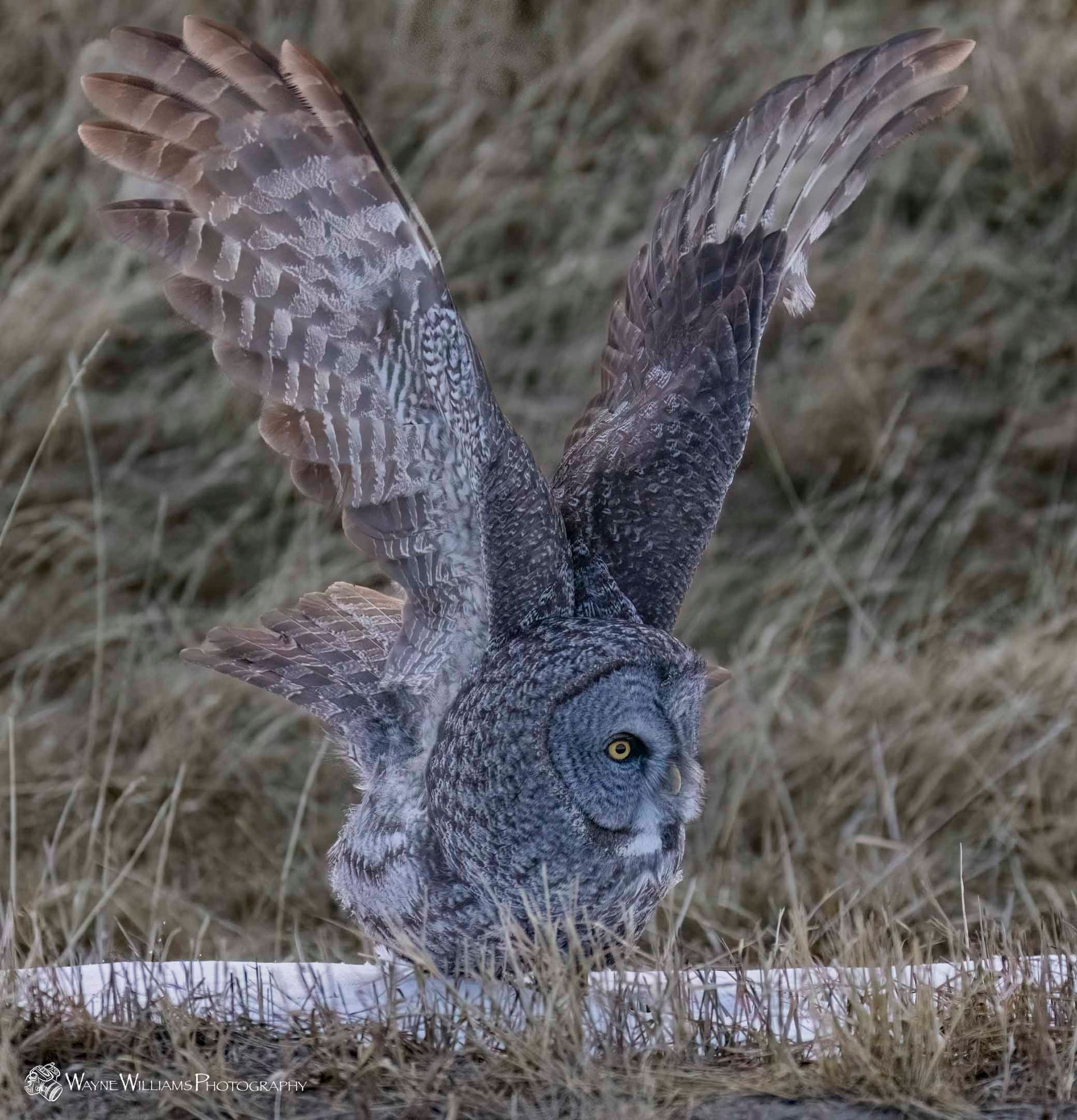 A gray owl with its wings spread is standing in the grass