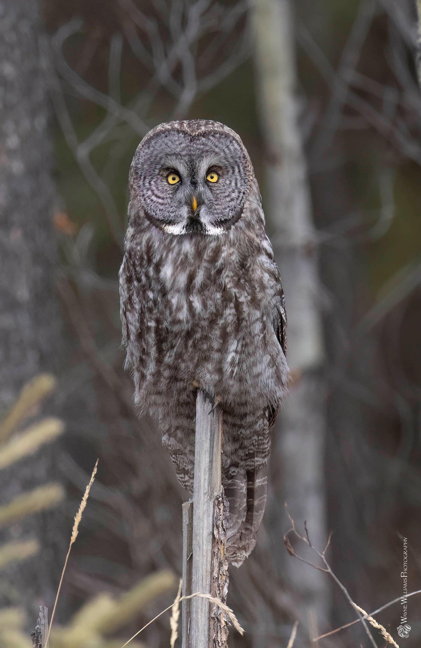An owl is perched on a wooden post in the woods.