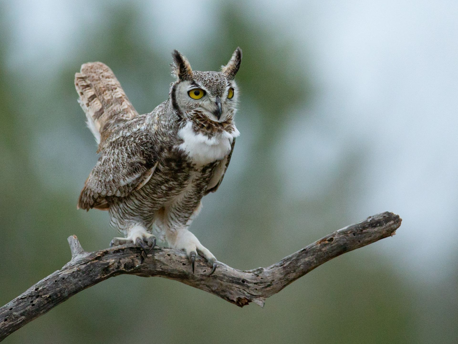 An owl is perched on a tree branch with its wings outstretched.