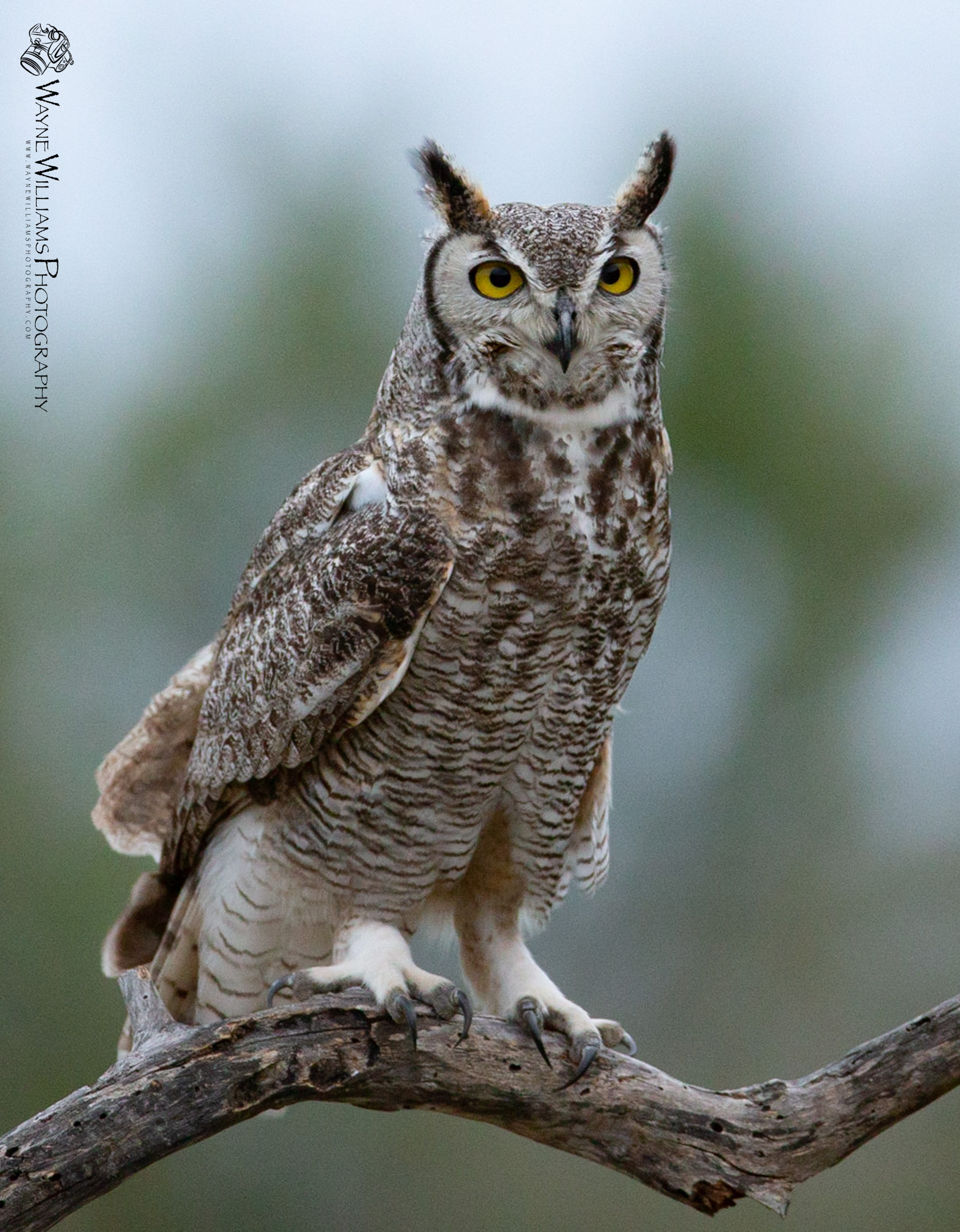 An owl perched on a tree branch looking at the camera