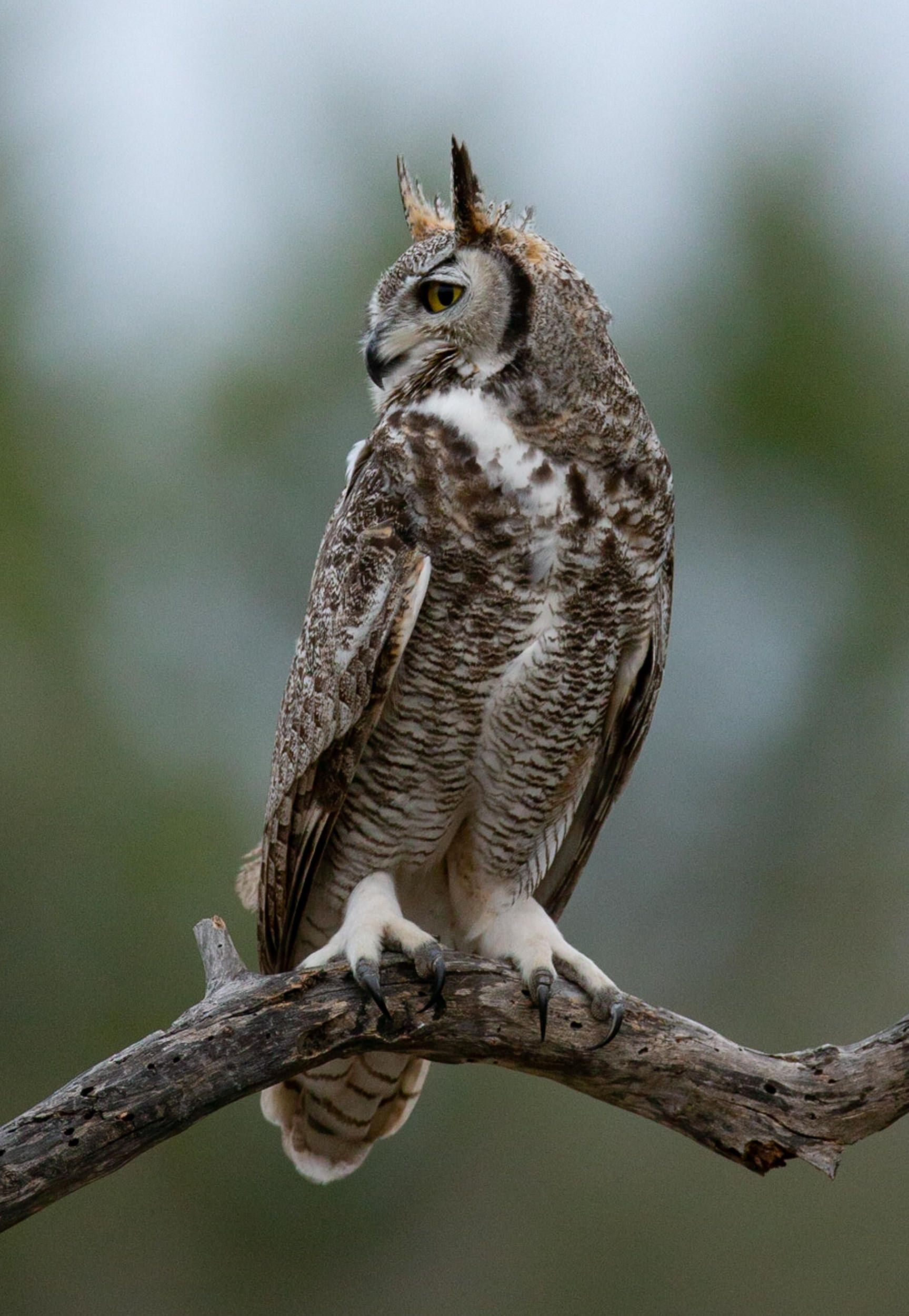 A large owl is perched on a tree branch.