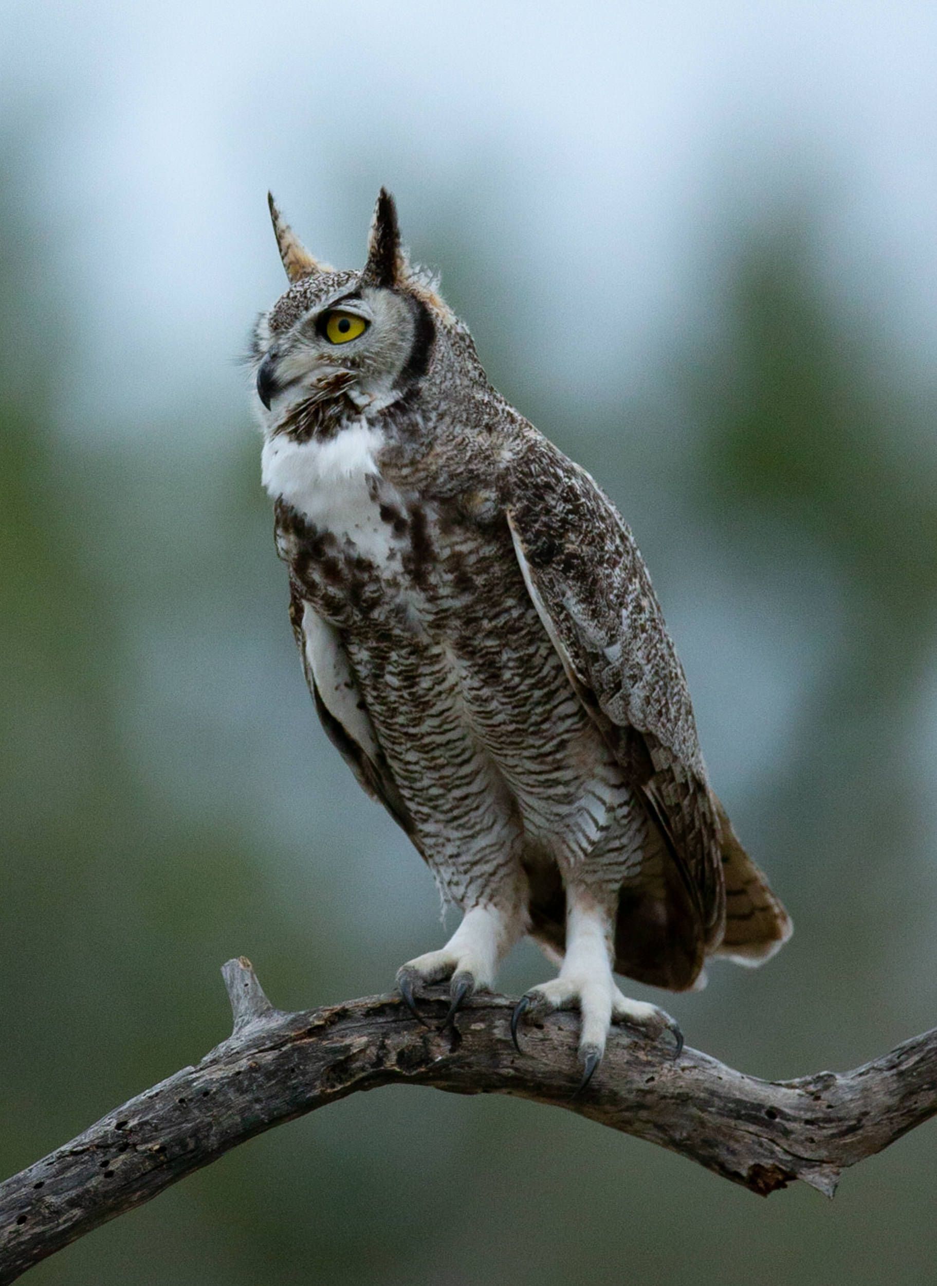 A small bird perched on top of a pine tree branch.
