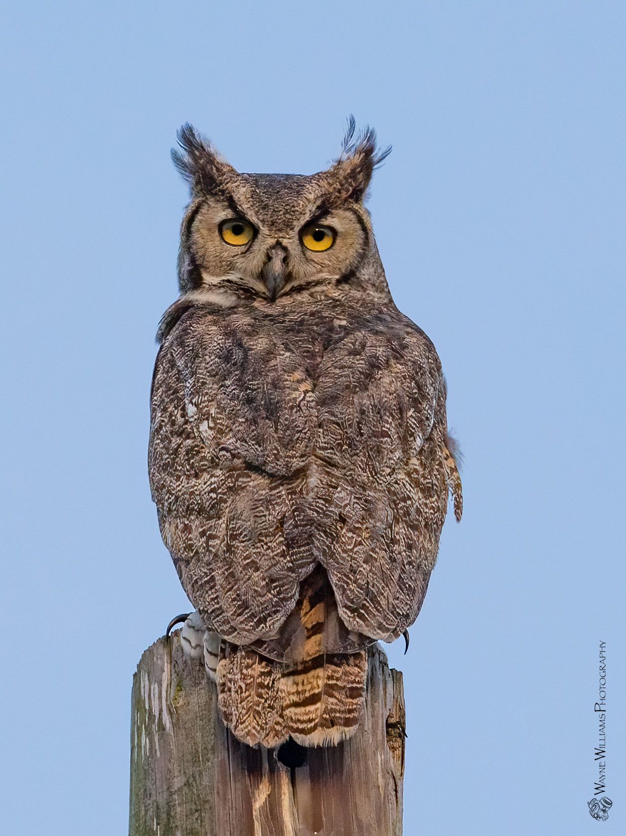 A great horned owl perched on top of a wooden post.