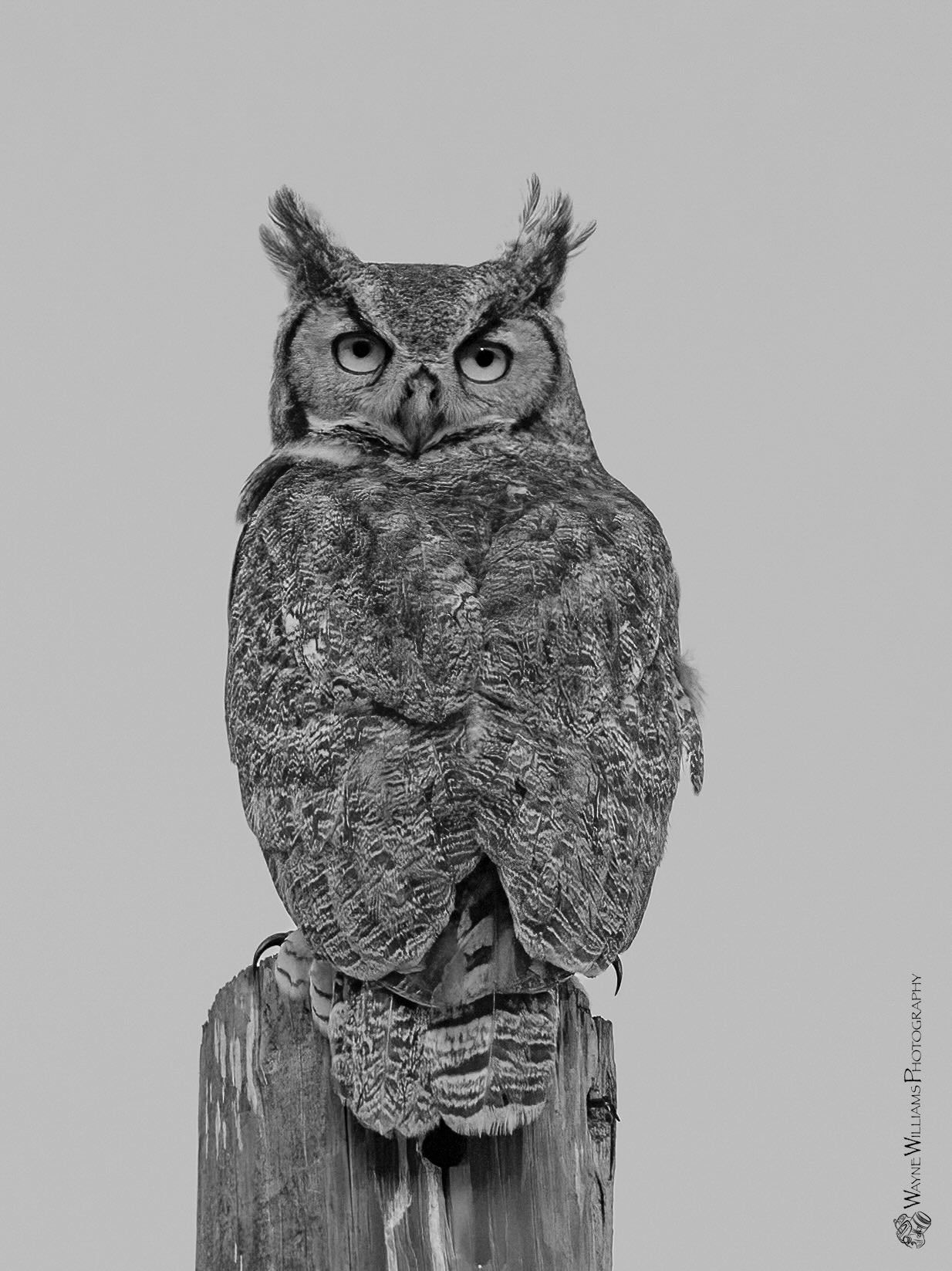 A black and white drawing of an owl perched on a tree stump.