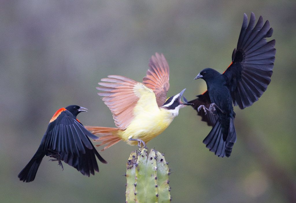 A group of birds are sitting on top of a cactus.