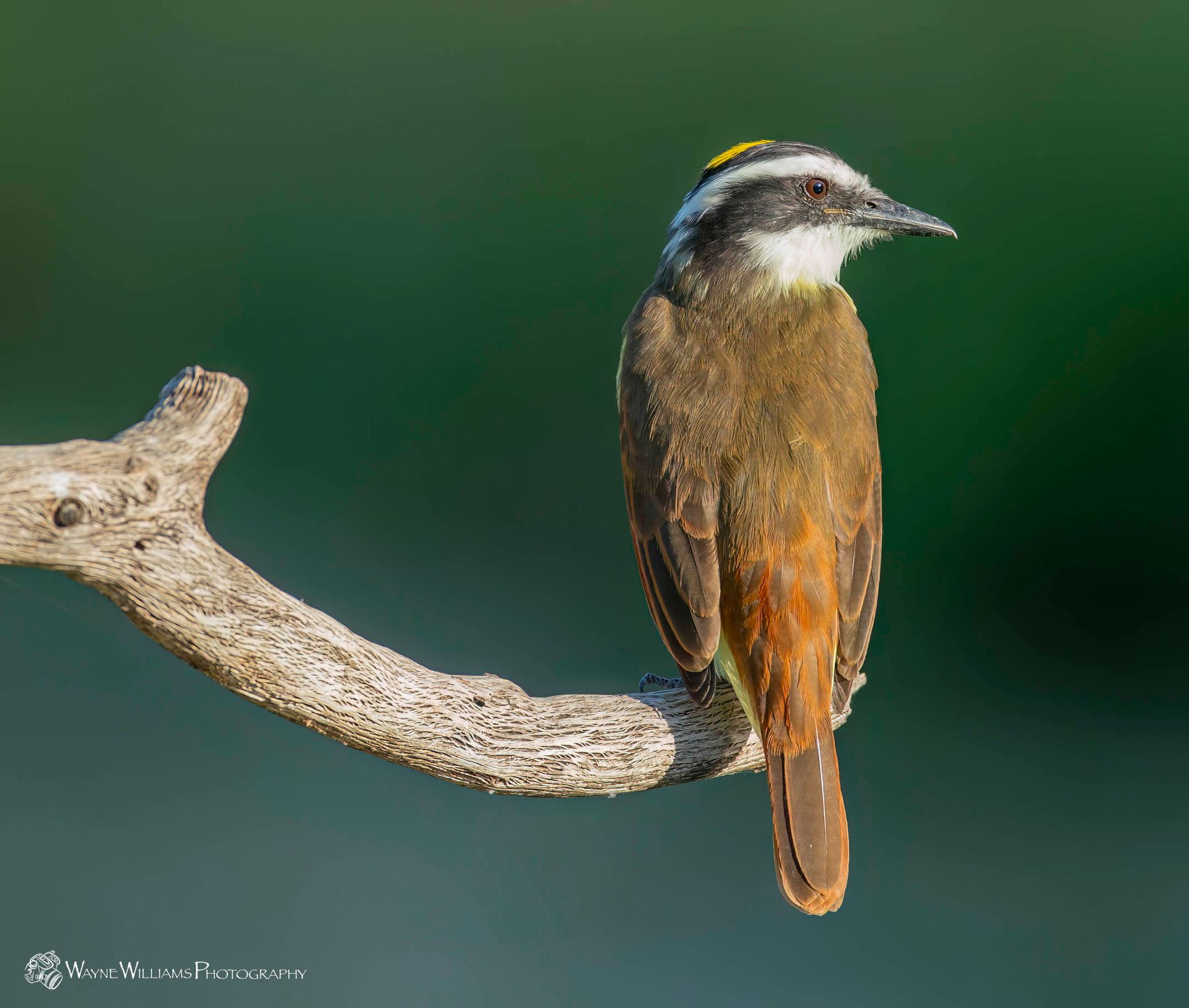 A small bird perched on a branch with a green background.