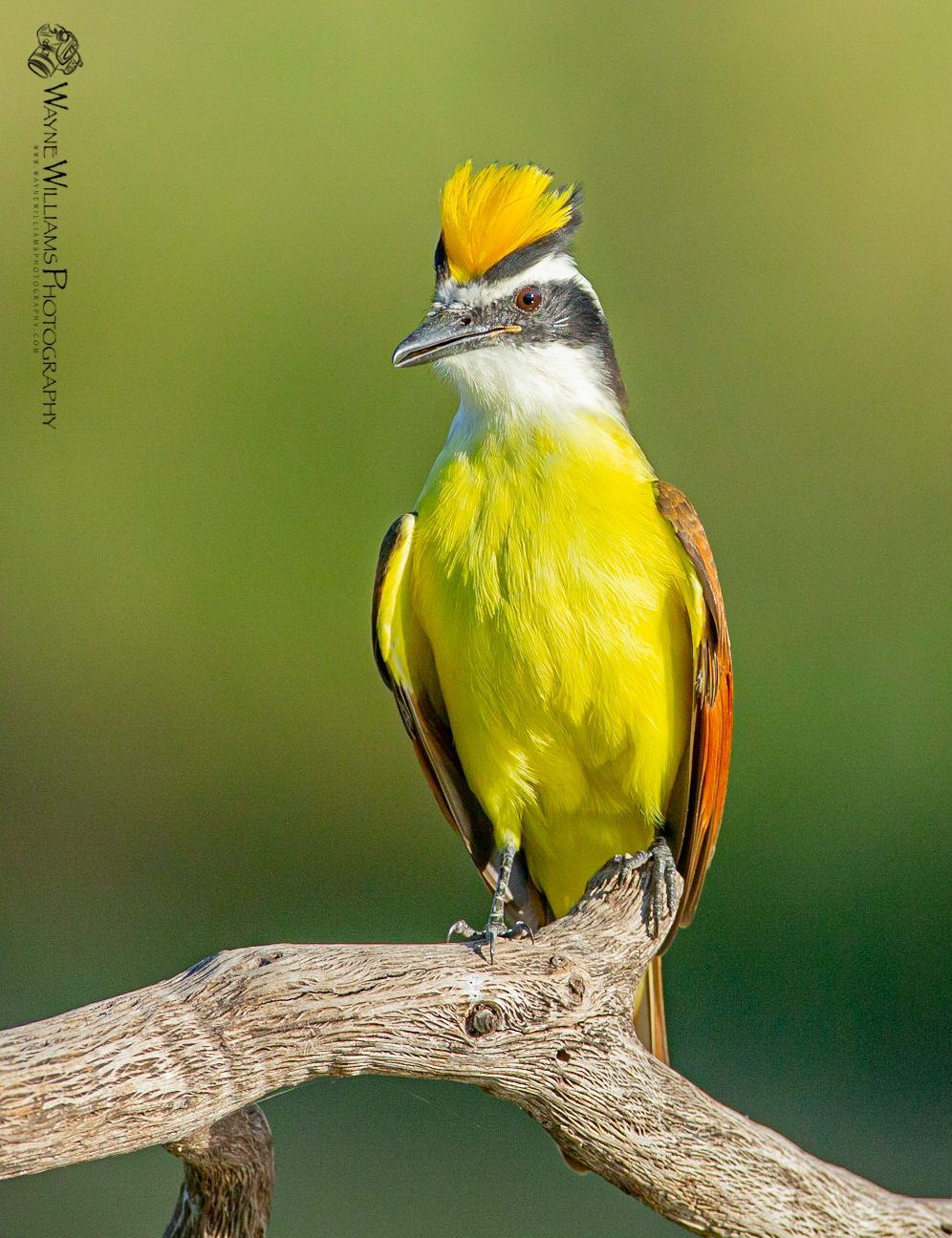 A yellow and black bird with a yellow crest is perched on a branch.
