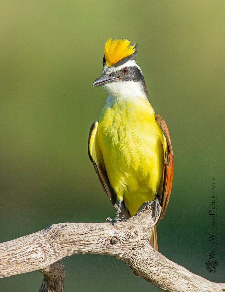 A yellow and black bird with a yellow crest is perched on a branch.