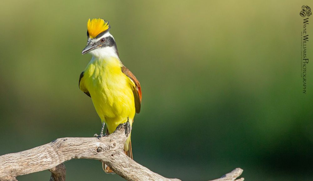 A yellow and black bird perched on a branch.