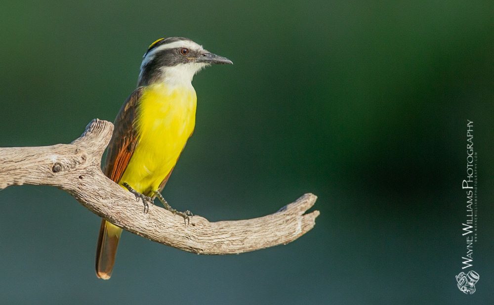 A small yellow and black bird perched on a branch.