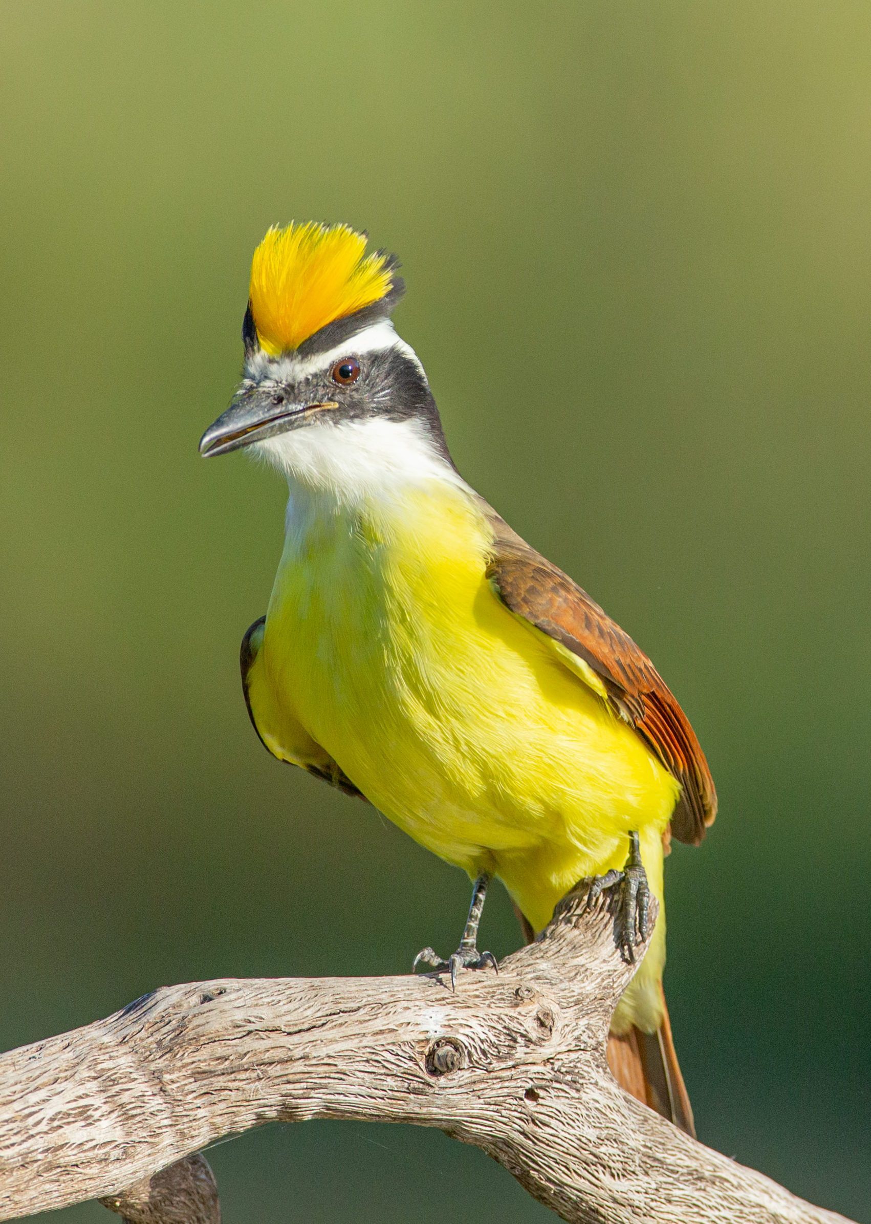 A yellow and black bird with a yellow crest is perched on a branch.