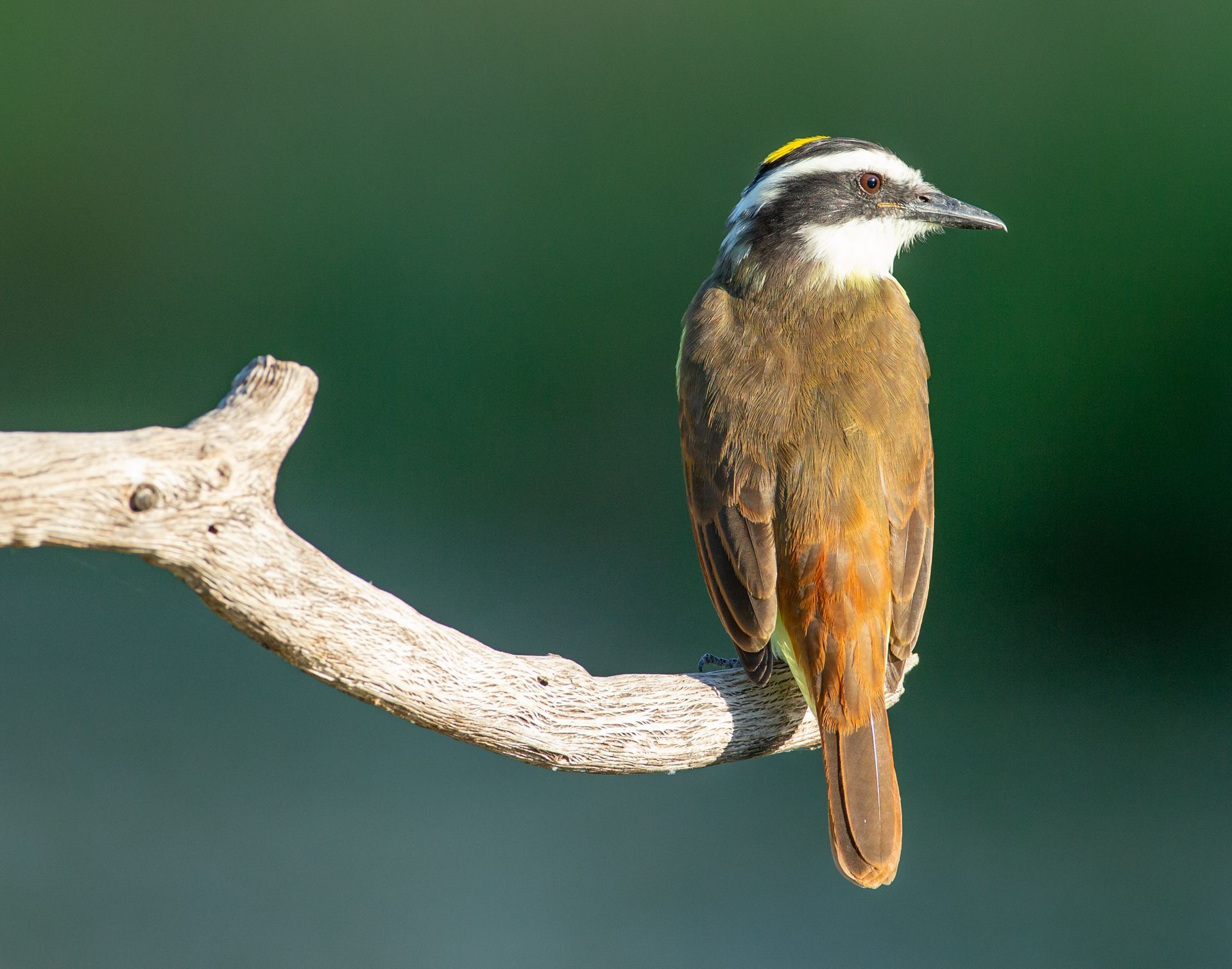 A small bird perched on a branch with a green background
