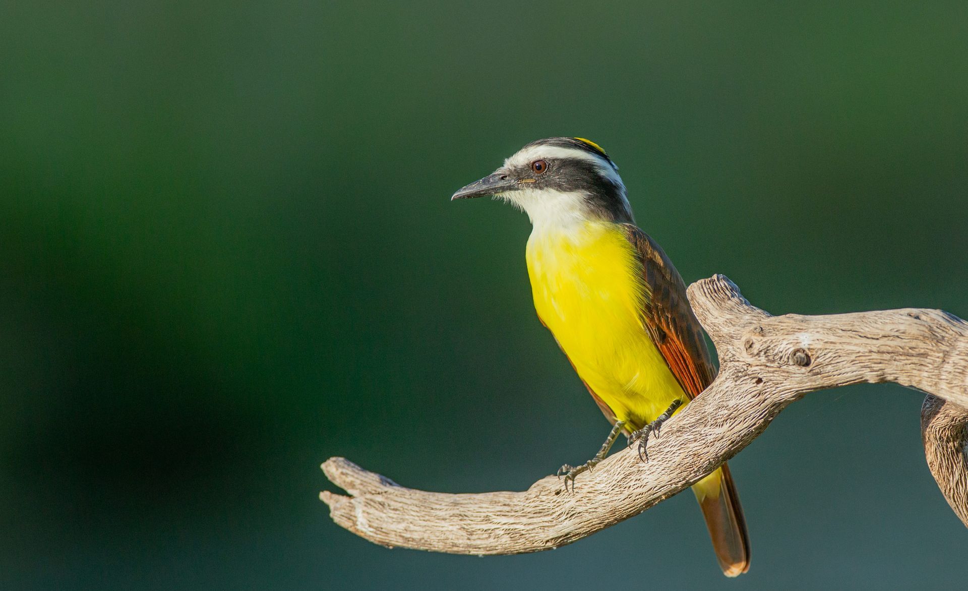 A small yellow and black bird perched on a branch.