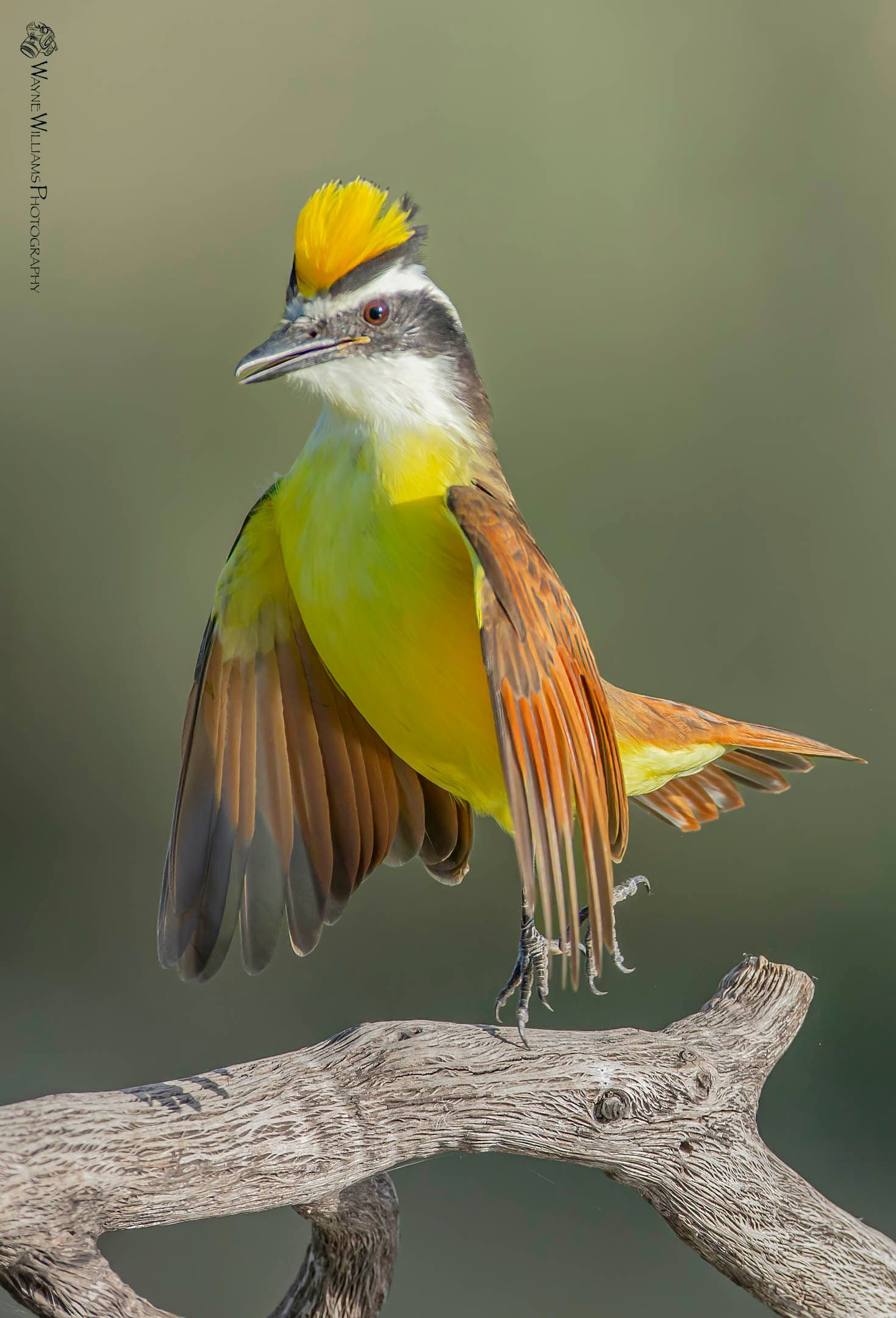 A yellow and brown bird with a yellow hat is perched on a branch.